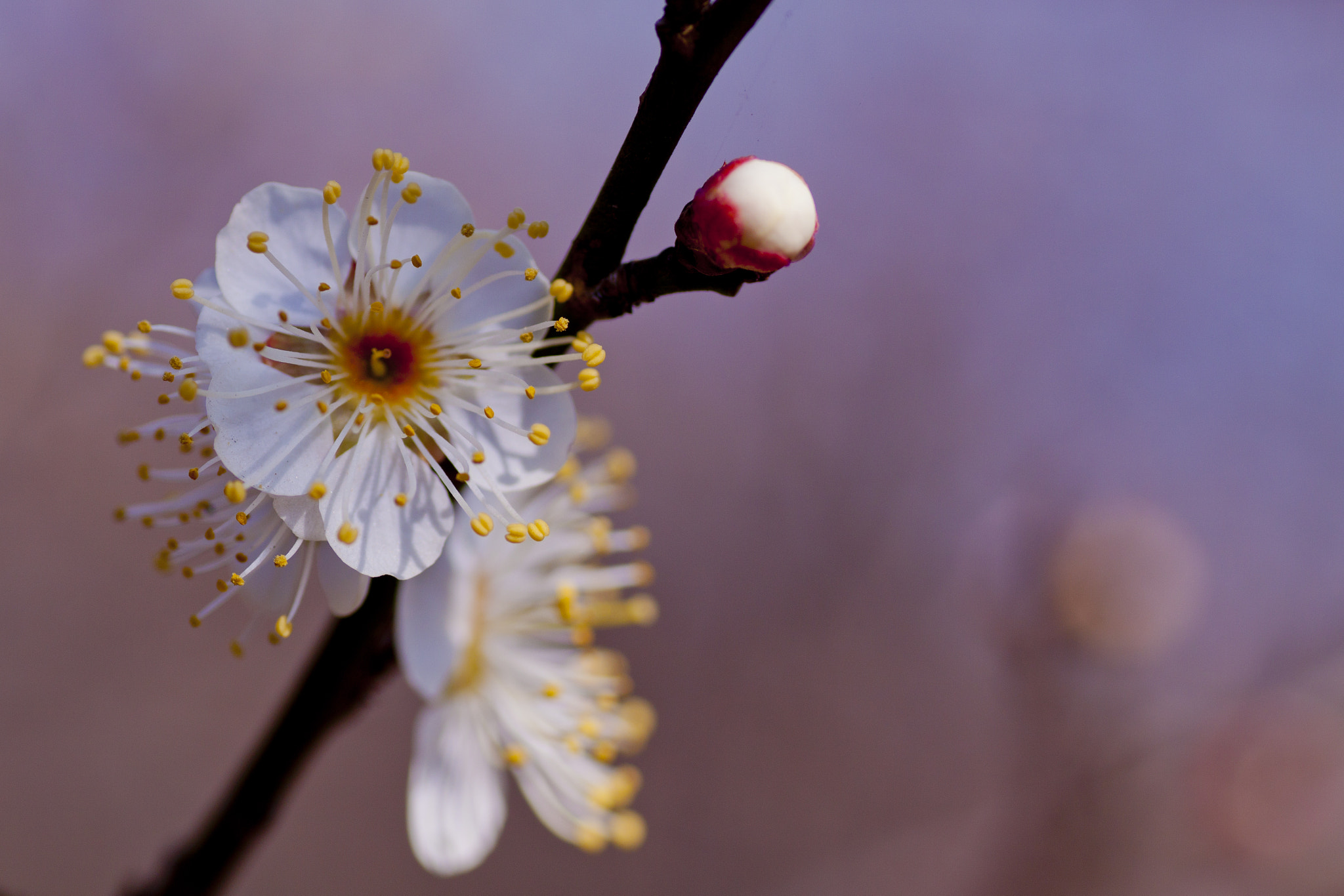 Canon EOS 7D Mark II + Tamron SP AF 90mm F2.8 Di Macro sample photo. Ume blossom（japanse plum）梅 photography