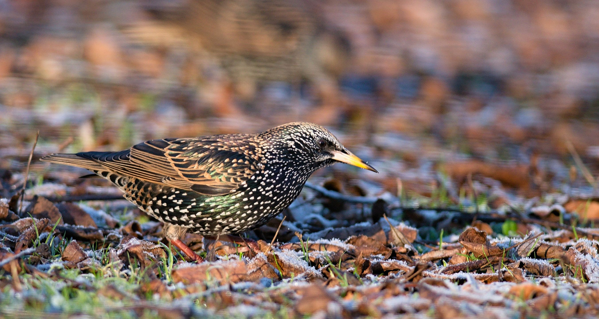 Nikon D610 + Nikon AF-S Nikkor 300mm F4D ED-IF sample photo. Common starling photography