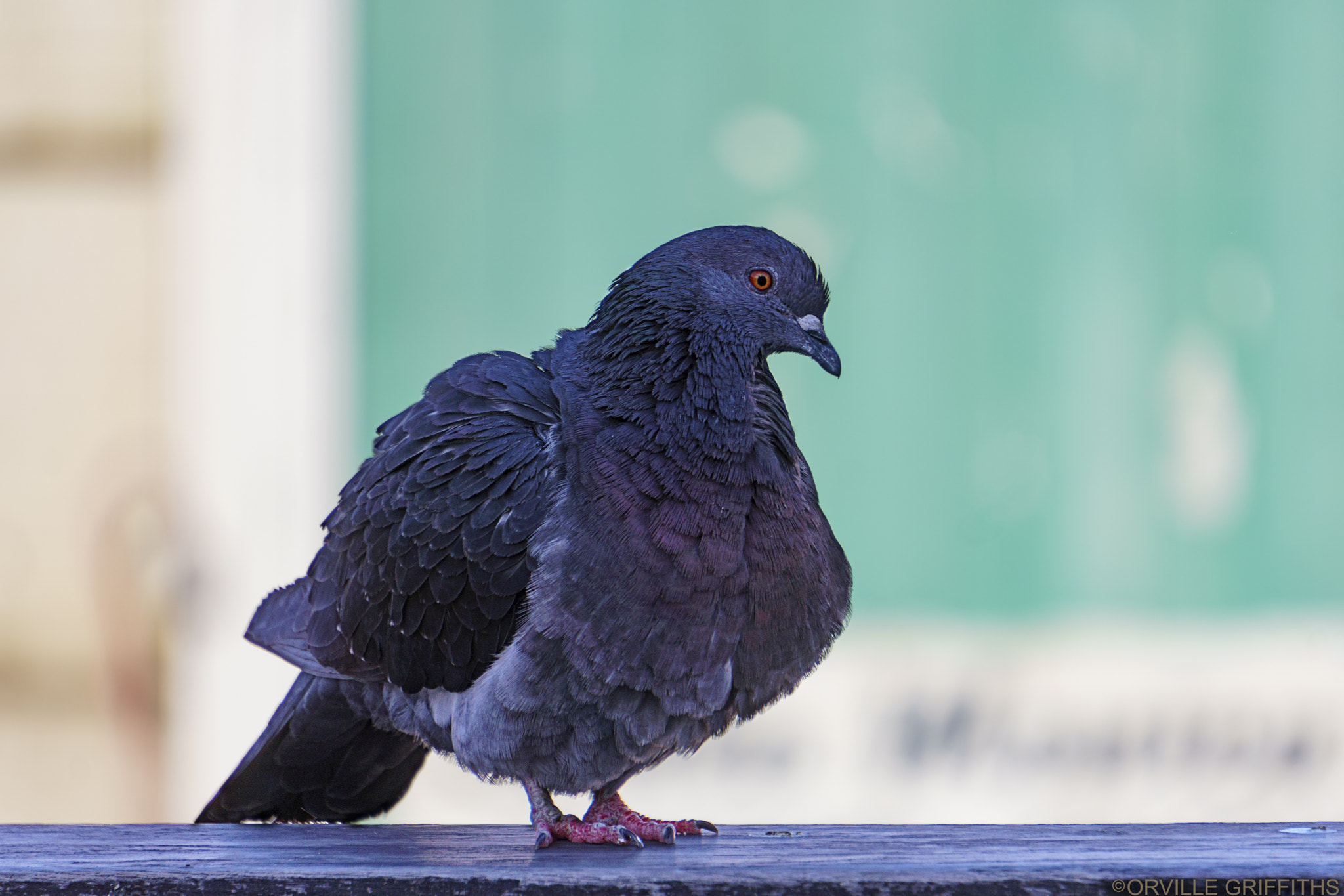 Sony a6300 + Sony E 55-210mm F4.5-6.3 OSS sample photo. Pigeon*portrait º1 photography