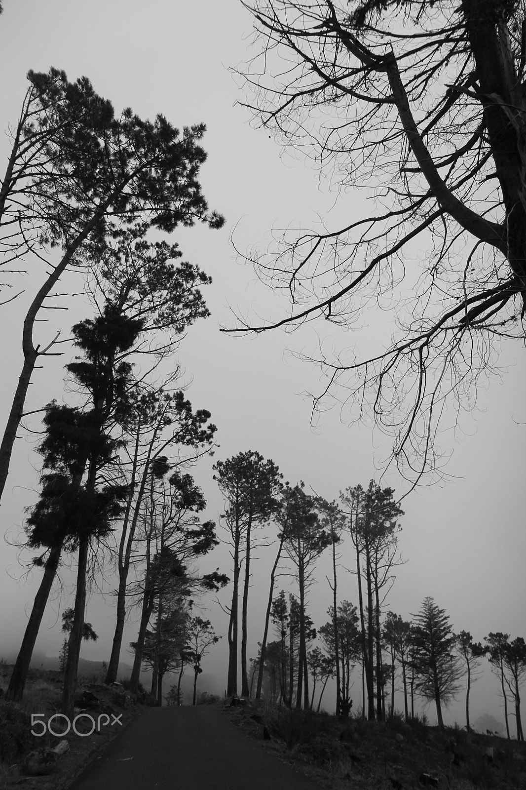 Canon EF-S 17-55mm F2.8 IS USM sample photo. Madeira island - portugal photography