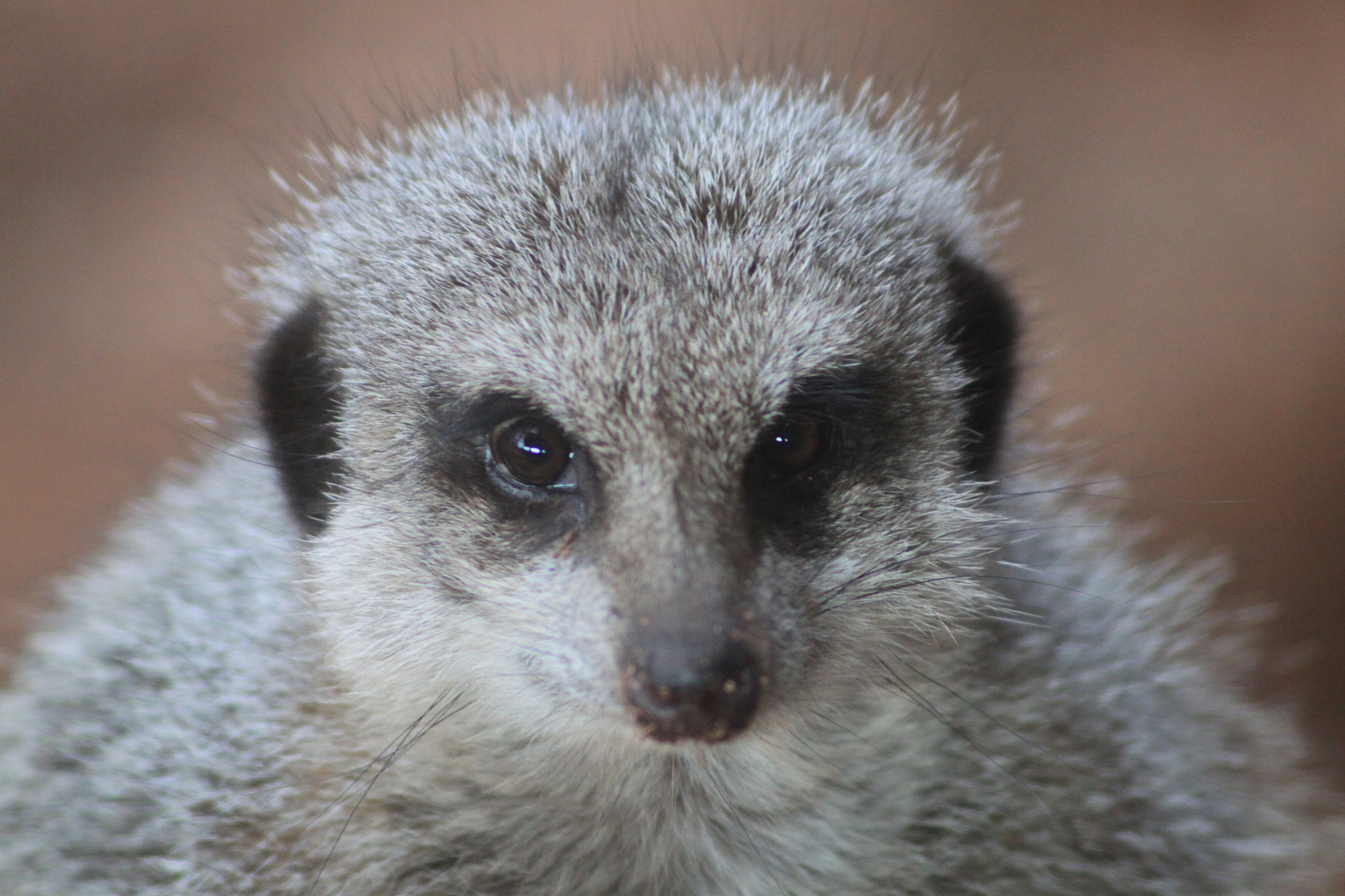Canon EOS 500D (EOS Rebel T1i / EOS Kiss X3) sample photo. Meerkat photography