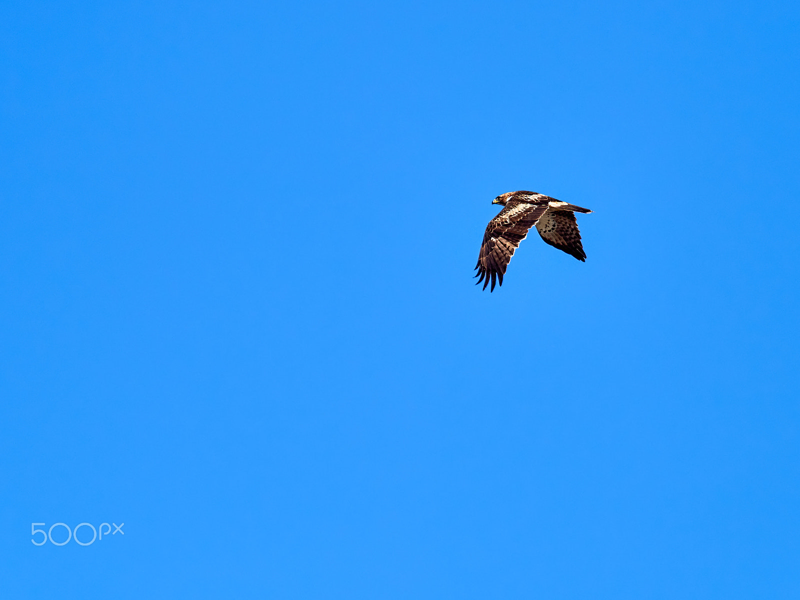 M.300mm F4.0 + MC-14 sample photo. Aquila pennata photography