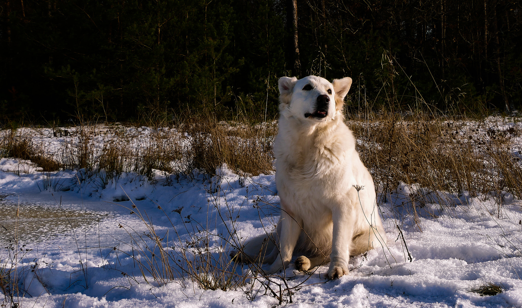 Panasonic DMC-G81 sample photo. "ich möchte ein eisbär sein!" photography