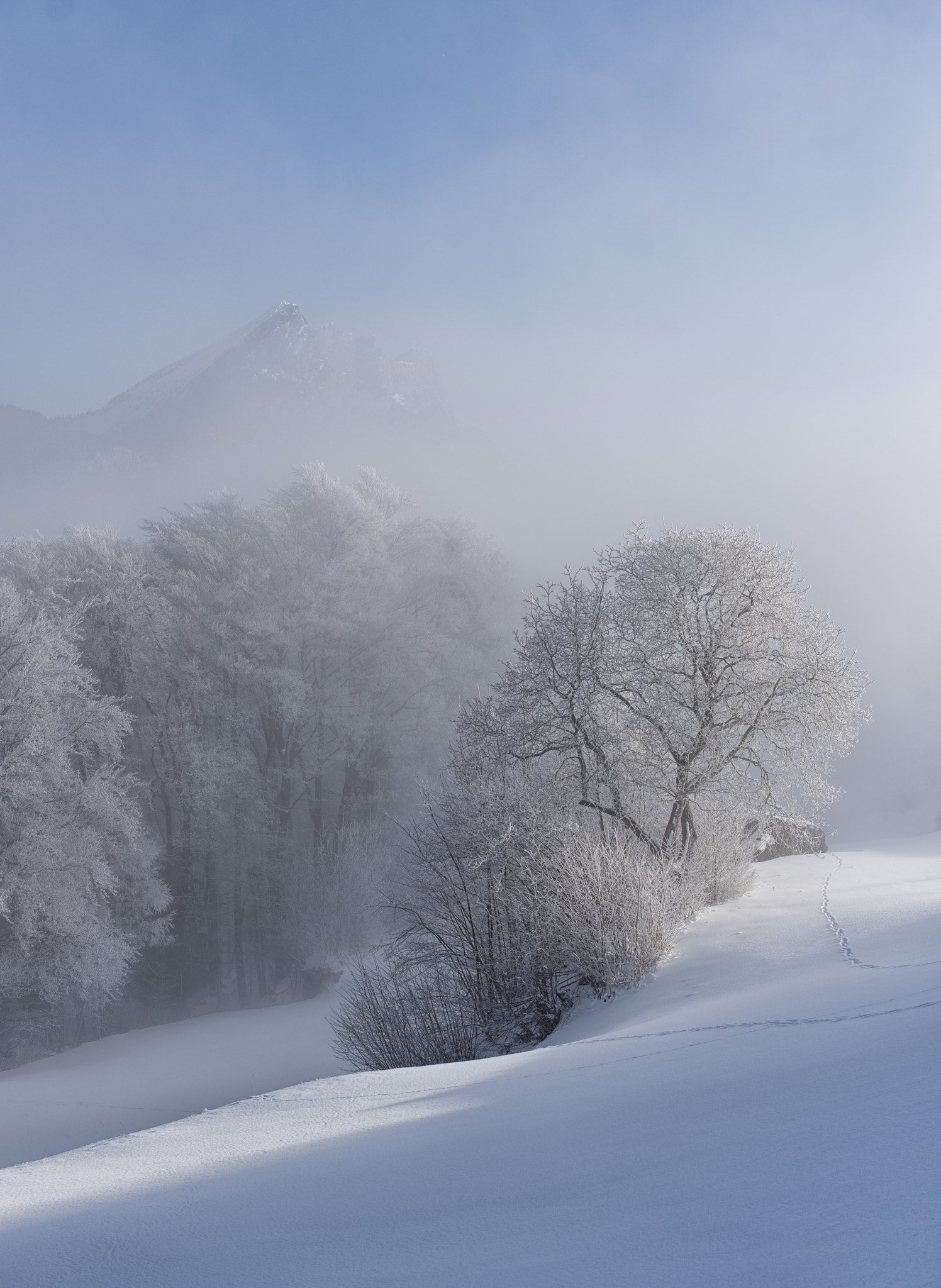 ZEISS Otus 55mm F1.4 sample photo. Misty january morning photography