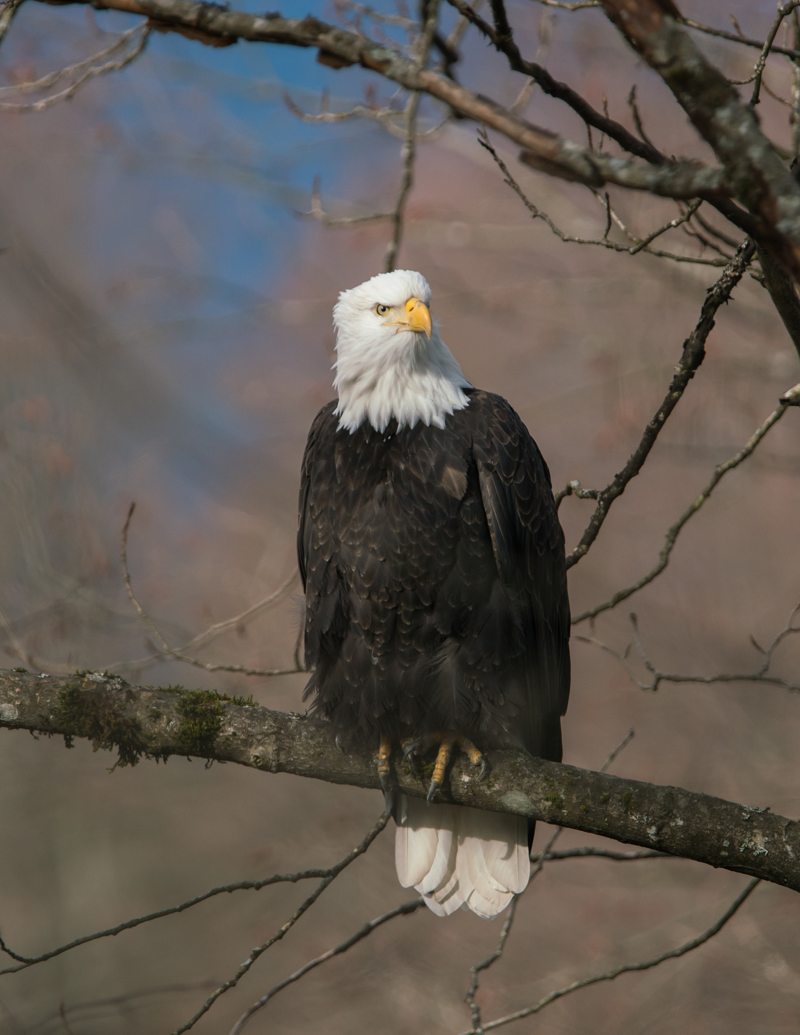 Sony a7R II + Tamron SP 150-600mm F5-6.3 Di VC USD sample photo. Bald eagle photography