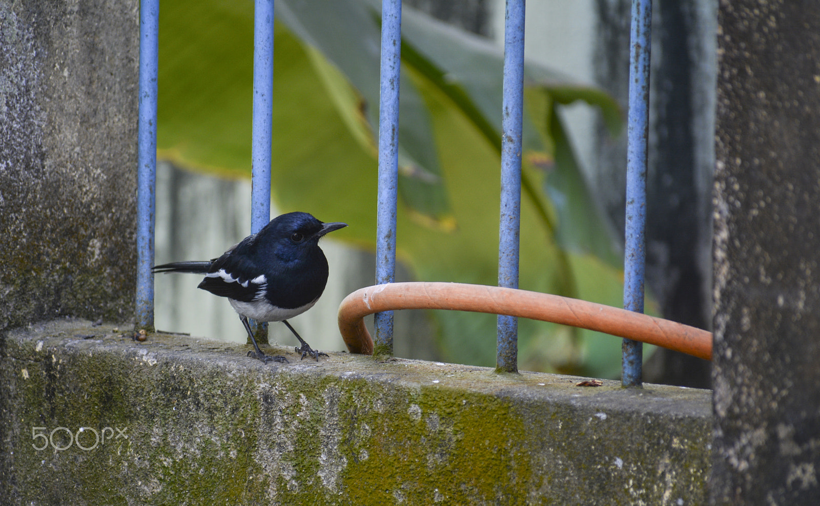 Nikon D5200 + Sigma 70-300mm F4-5.6 DG OS sample photo. Magpie-robin photography