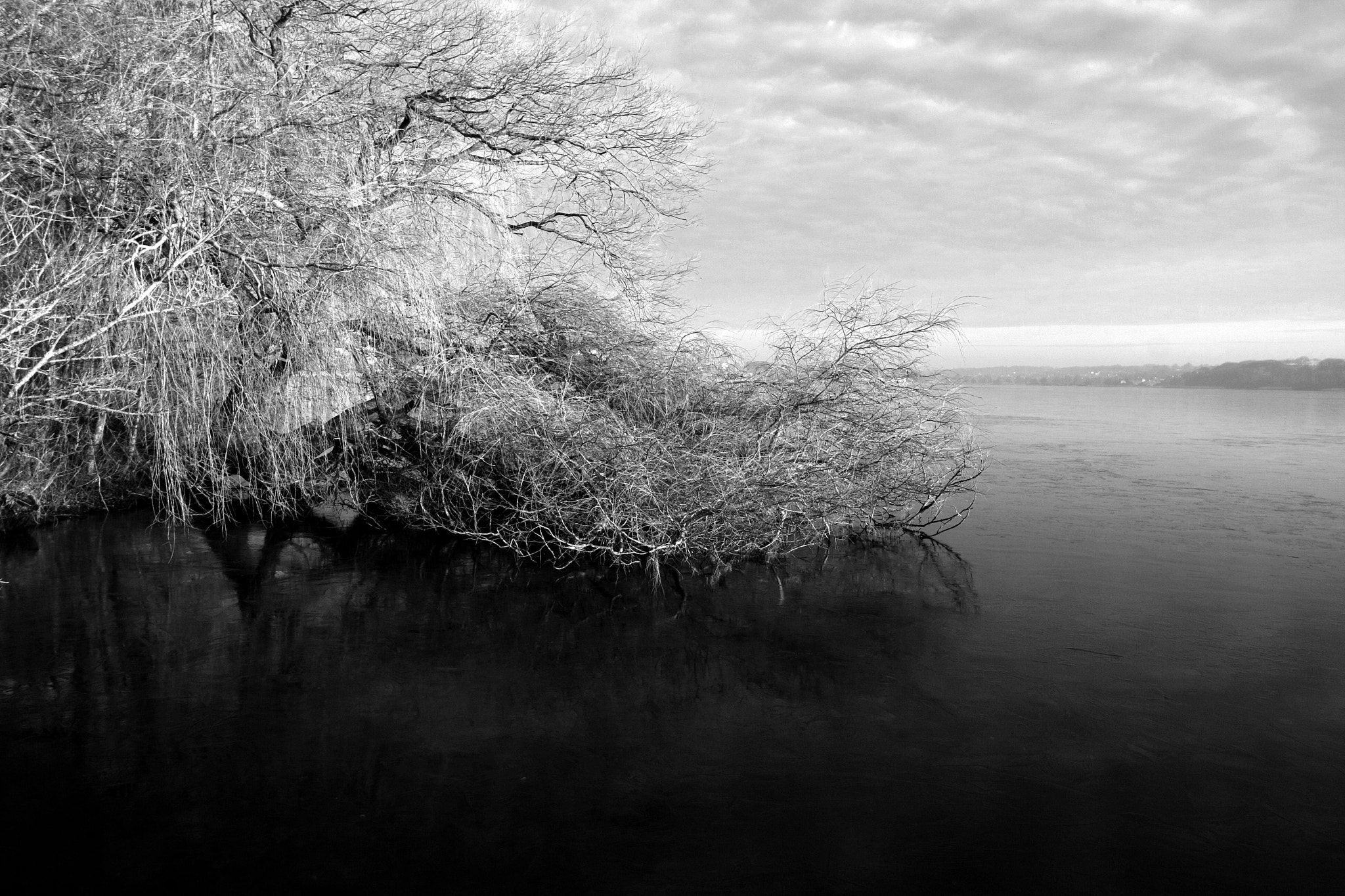 Canon EOS 40D + Canon EF 50mm f/1.8 sample photo. Trees photography