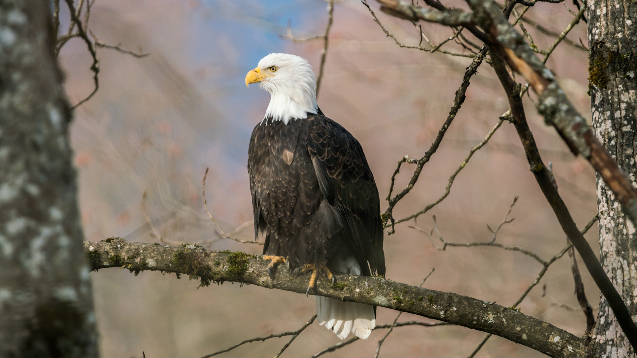 Sony a7R II + Tamron SP 150-600mm F5-6.3 Di VC USD sample photo. Bald eagle photography