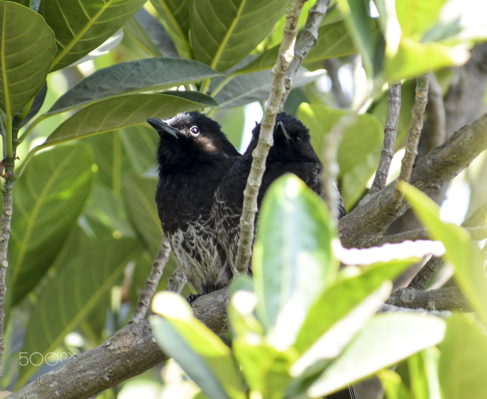 Nikon D5200 + Sigma 70-300mm F4-5.6 DG OS sample photo. Hide-and-seek(pycnonotus cafer) photography