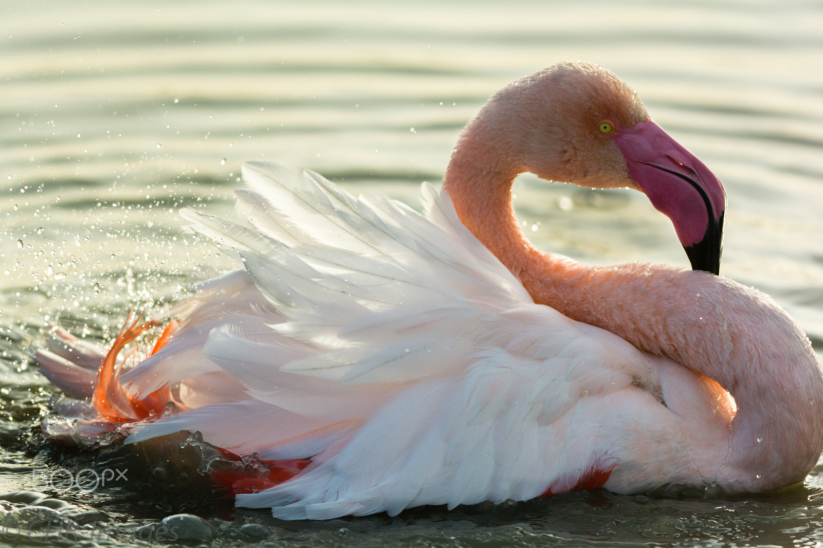 Nikon D7100 + Nikon AF-S Nikkor 300mm F4D ED-IF sample photo. L'heure du bain photography