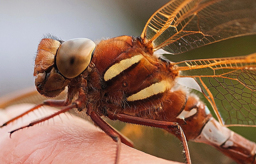 Sigma 70mm F2.8 EX DG Macro sample photo. Dragonfly on my finger photography