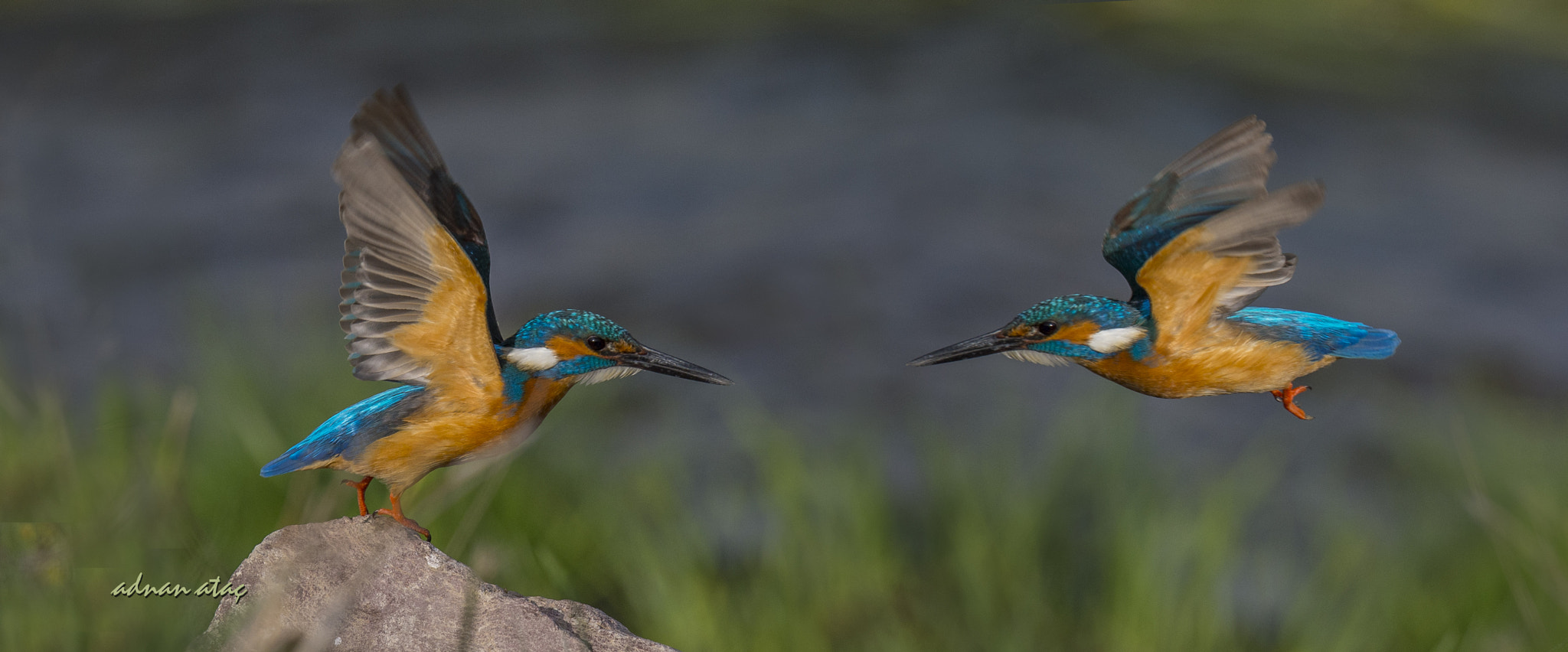 Nikon D4 sample photo. Yalıçapkını - alcedo atthis - common kingfisher photography