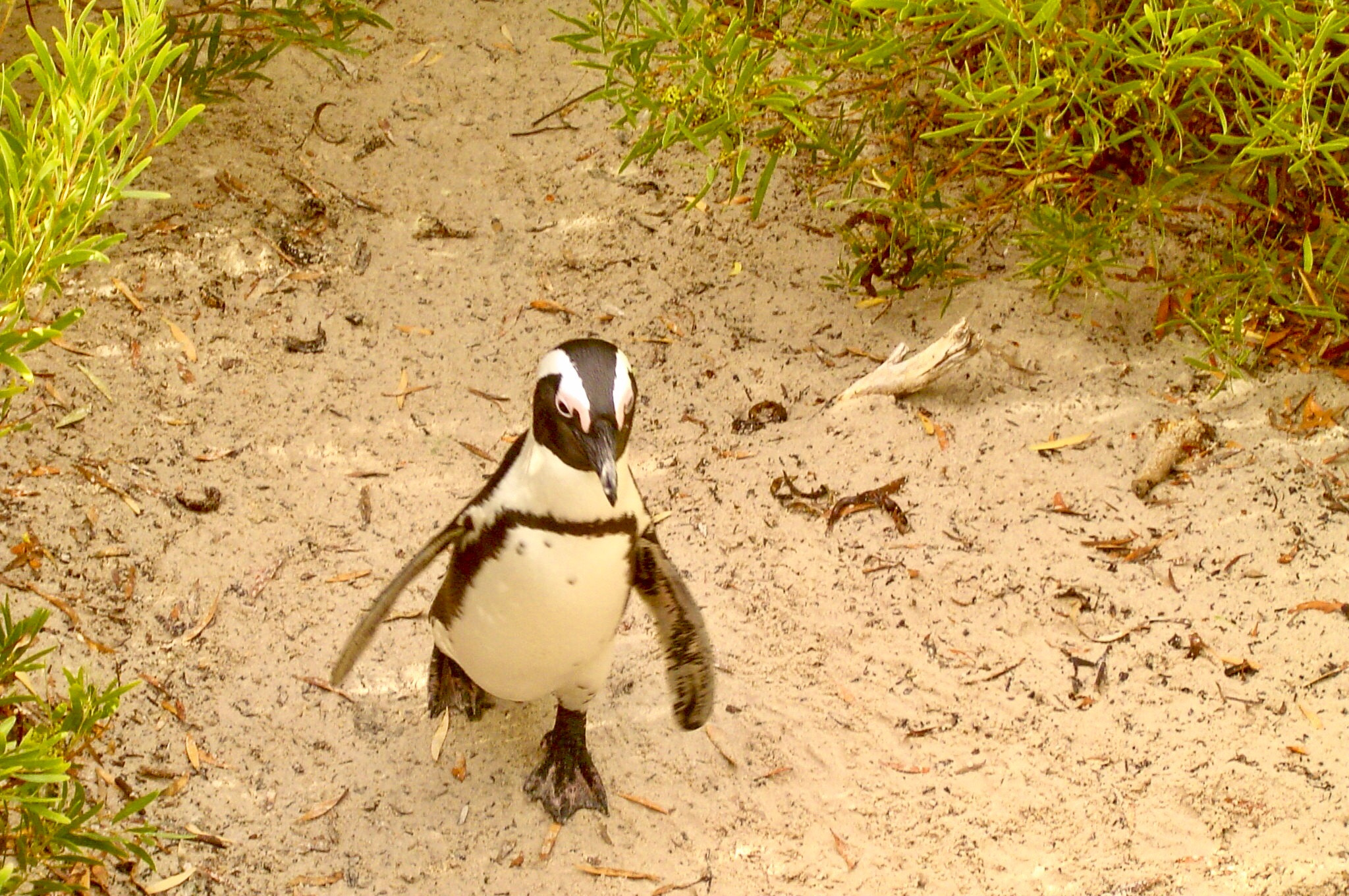 Sony DSC-P8 sample photo. Penguin beach in cape town, south africa. photography