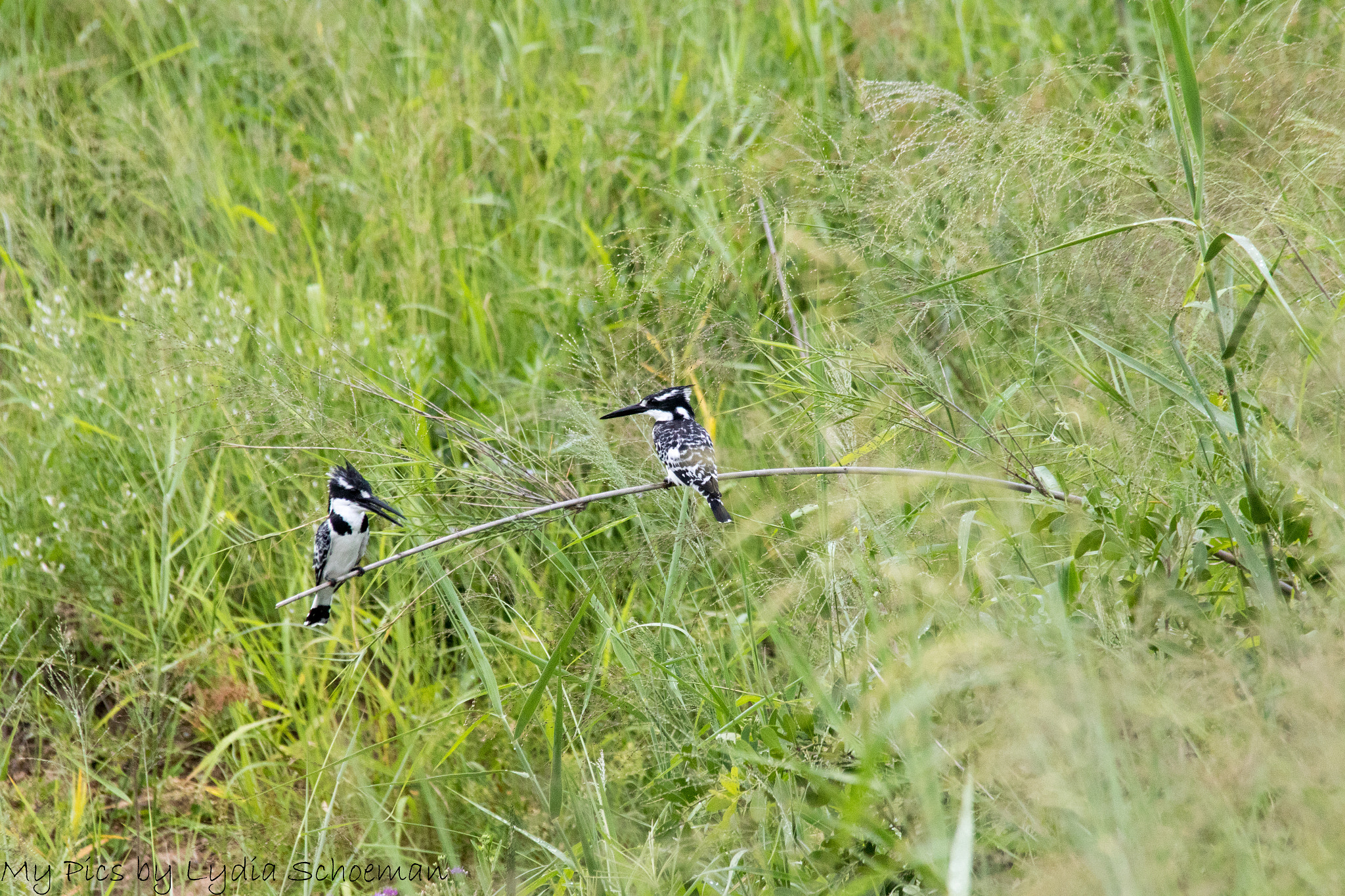 Sigma 150-500mm F5-6.3 DG OS HSM sample photo. Pied kingfisher photography