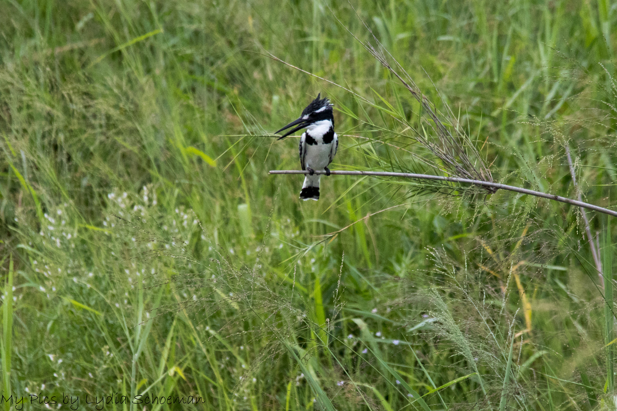 Sigma 150-500mm F5-6.3 DG OS HSM sample photo. Pied kingfisher photography