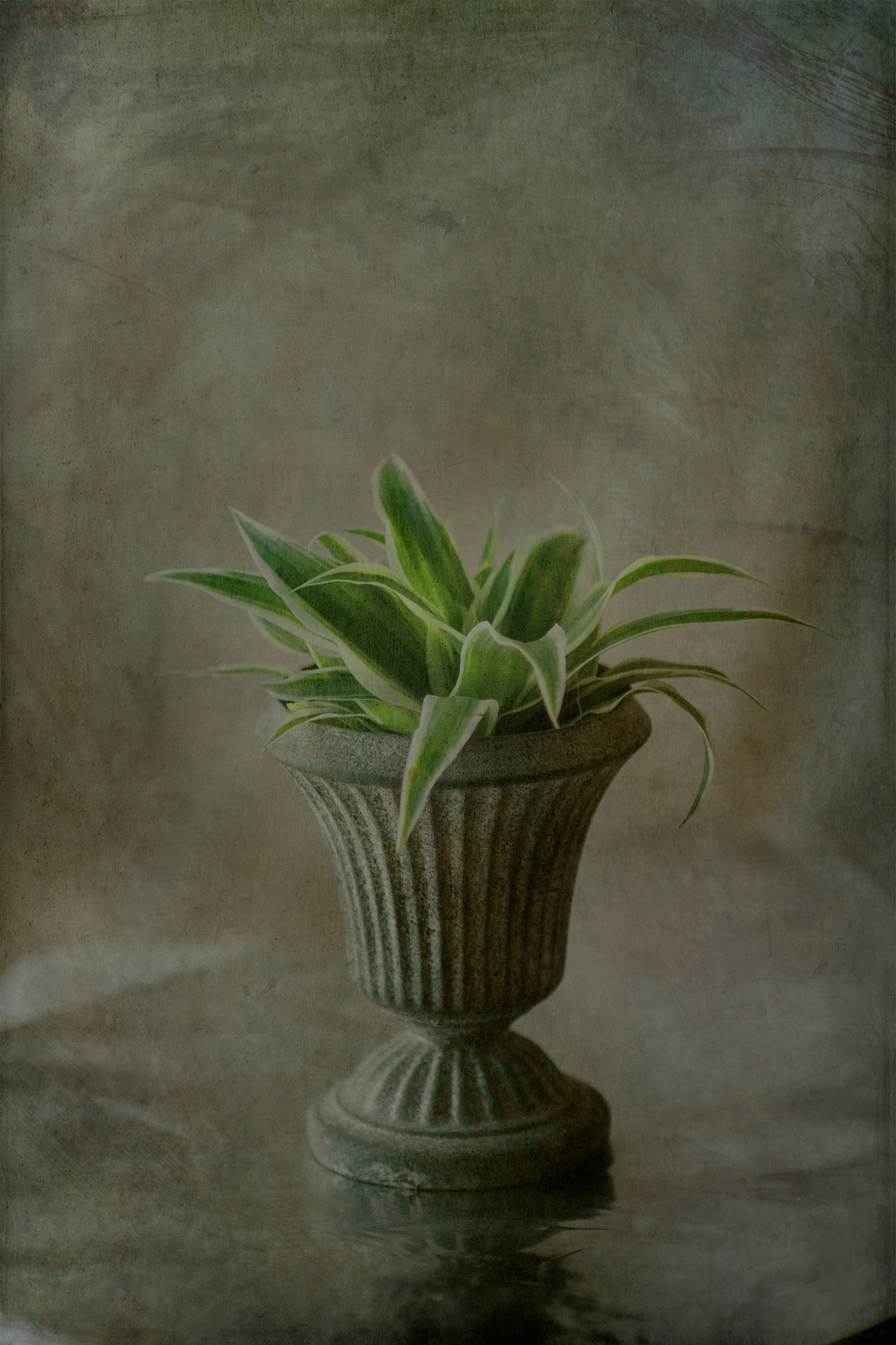 Canon EF 35-80mm f/4-5.6 sample photo. Copa de flores photography