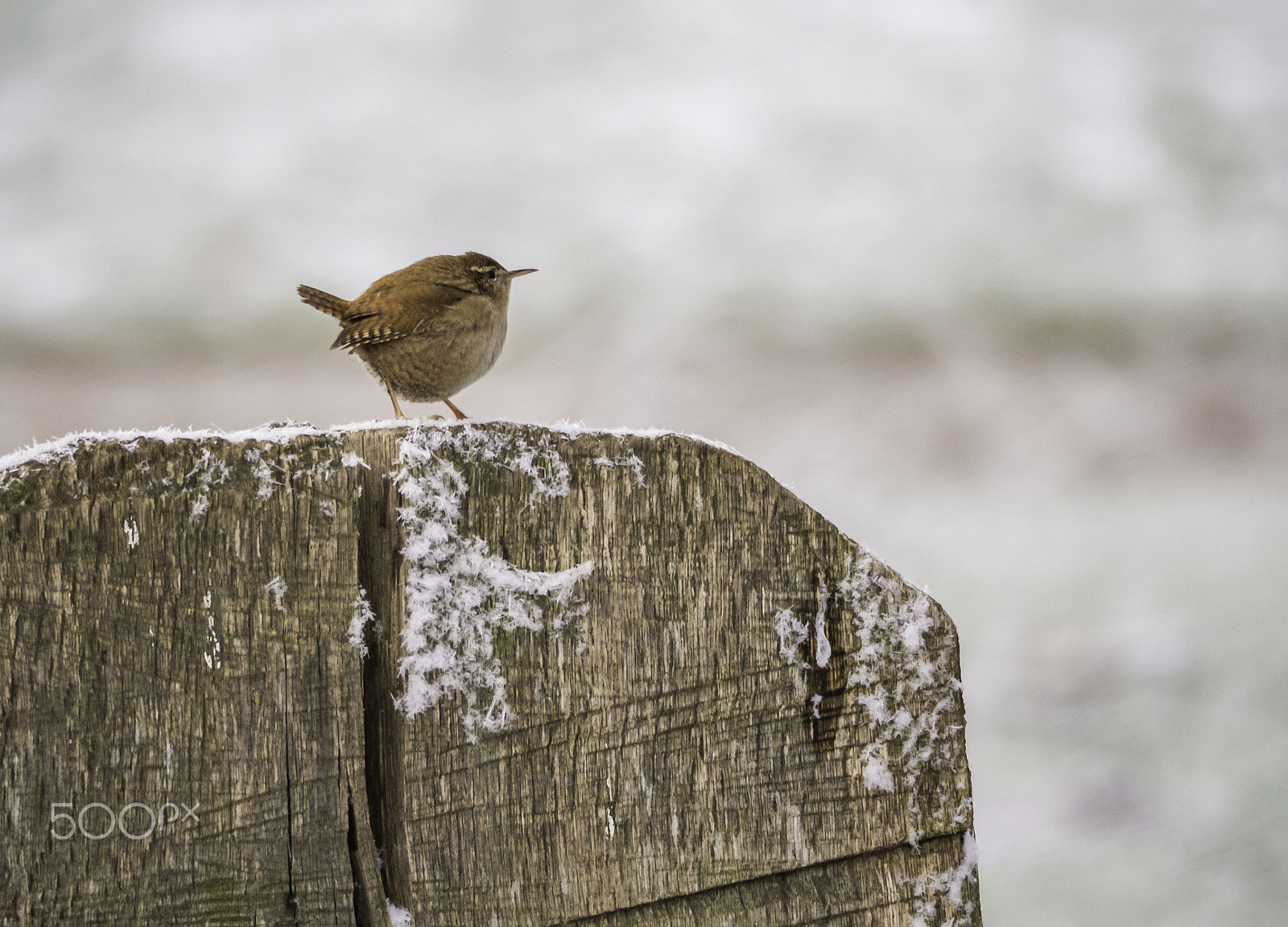 Olympus OM-D E-M10 sample photo. Willow-wren photography