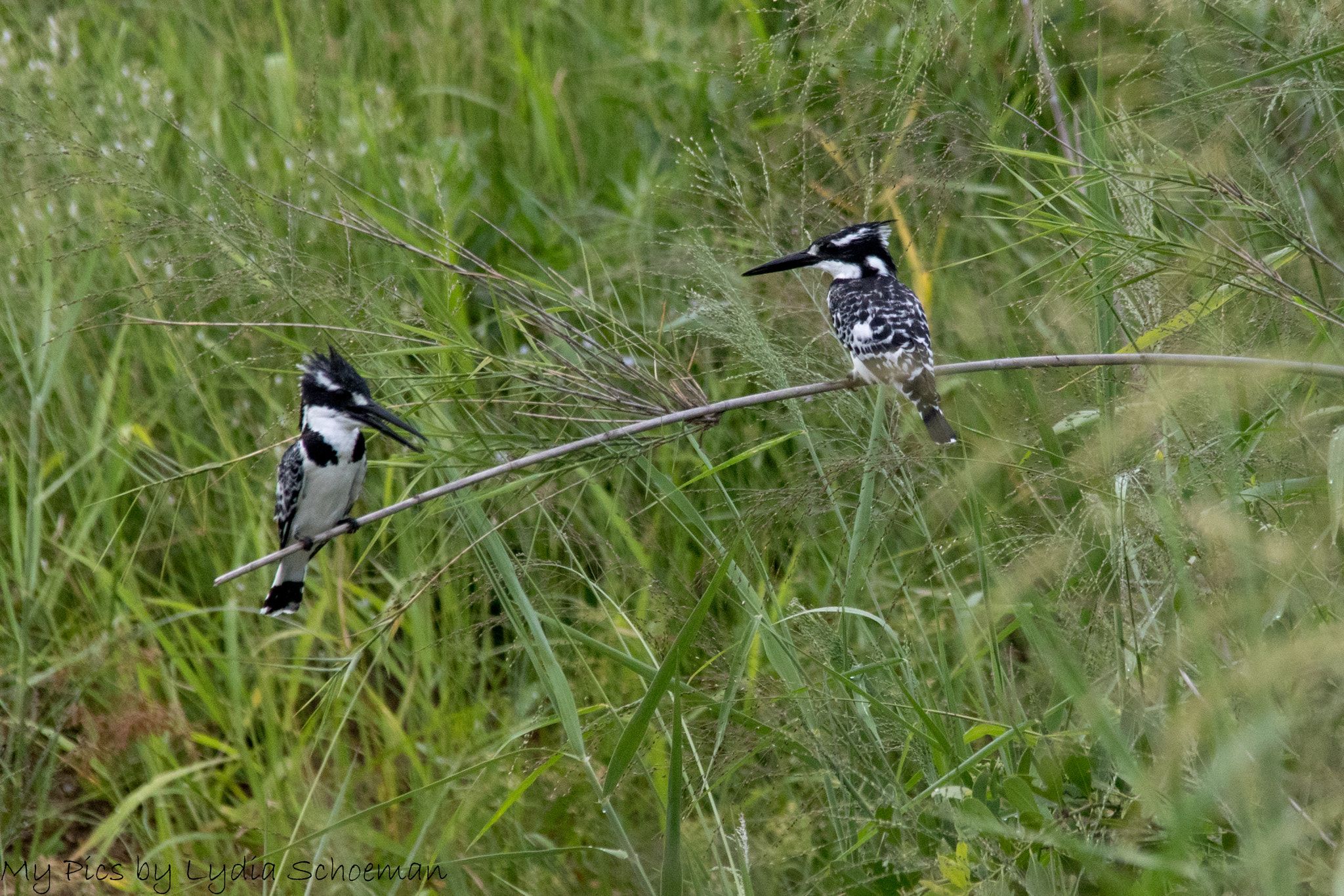 Sigma 150-500mm F5-6.3 DG OS HSM sample photo. Pied kingfisher photography