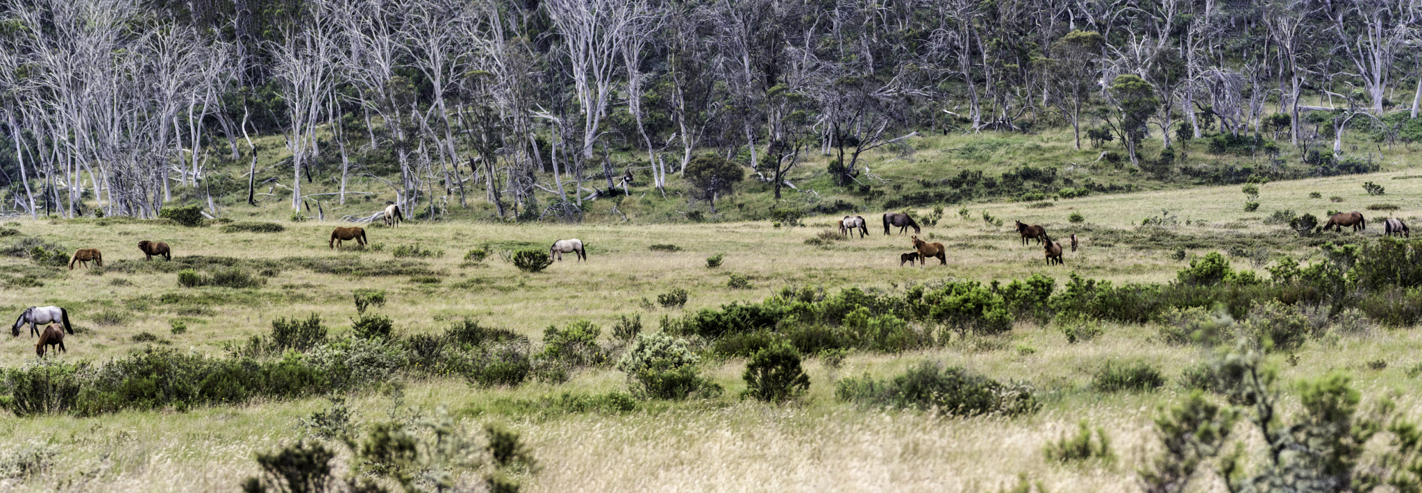 Pentax K-3 II + Pentax smc DA* 60-250mm F4.0 ED (IF) SDM sample photo. Brumby pano edit photography