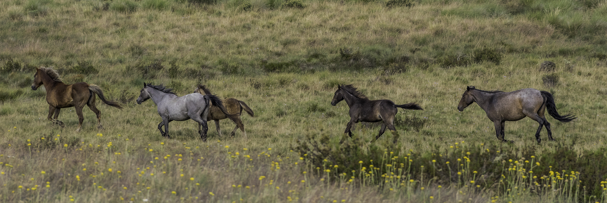 Pentax K-3 II sample photo. Brumbies photography