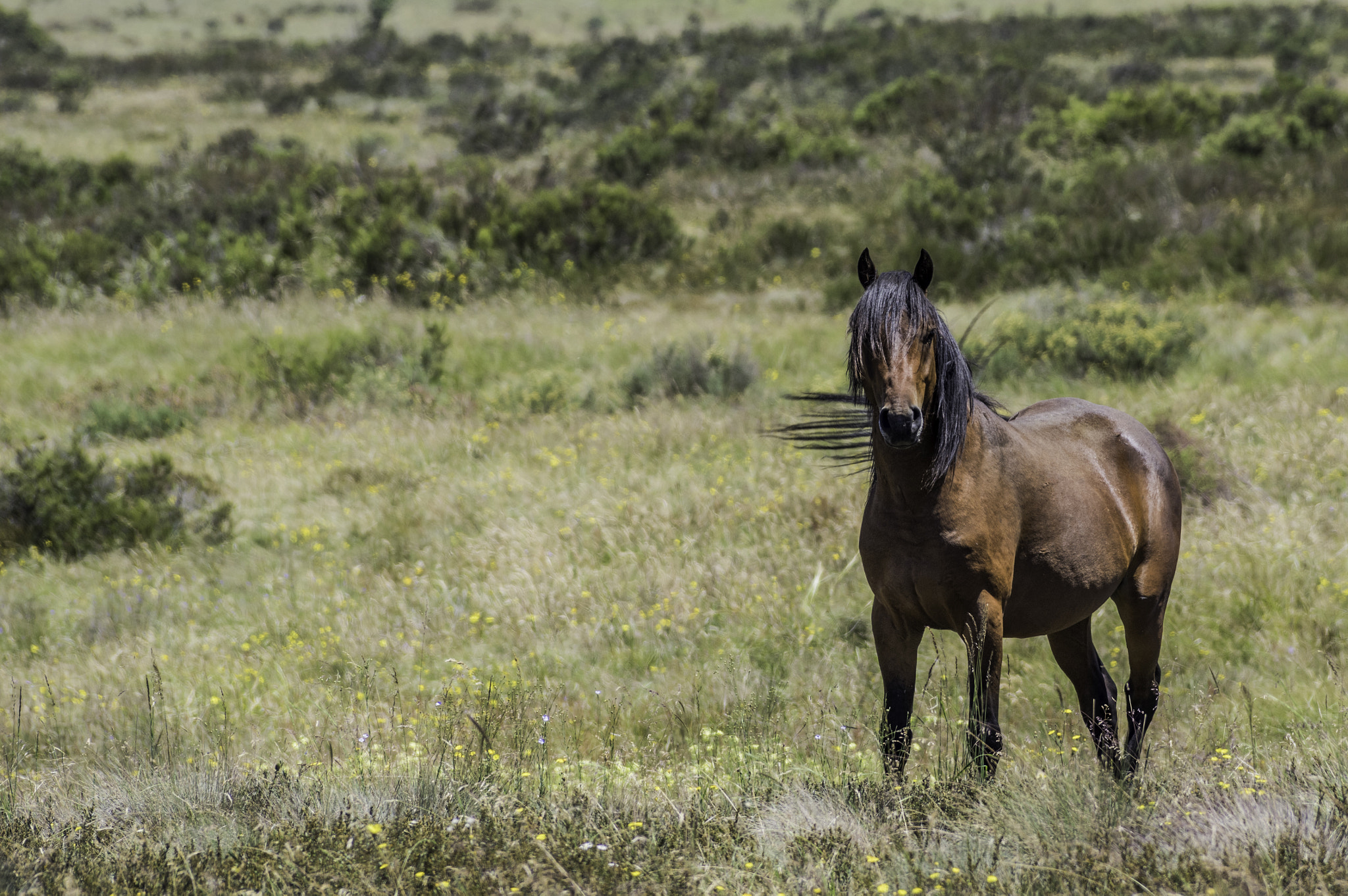 Pentax K-3 II + Pentax smc DA* 60-250mm F4.0 ED (IF) SDM sample photo. Brumbies long plain photography