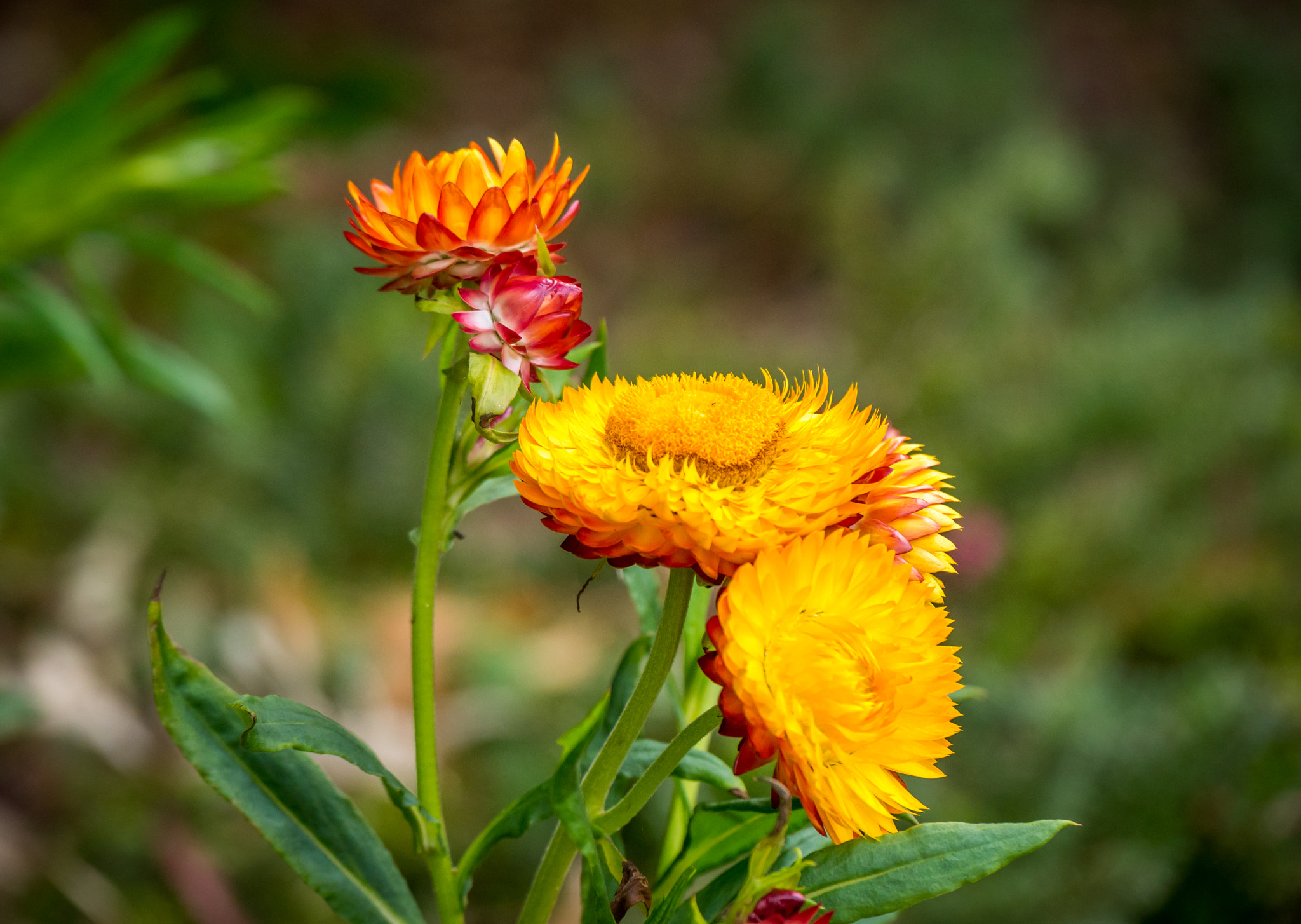 Panasonic Lumix DMC-GH4 + Panasonic Lumix G X Vario 35-100mm F2.8 OIS sample photo. Flowers in kings park, perth photography