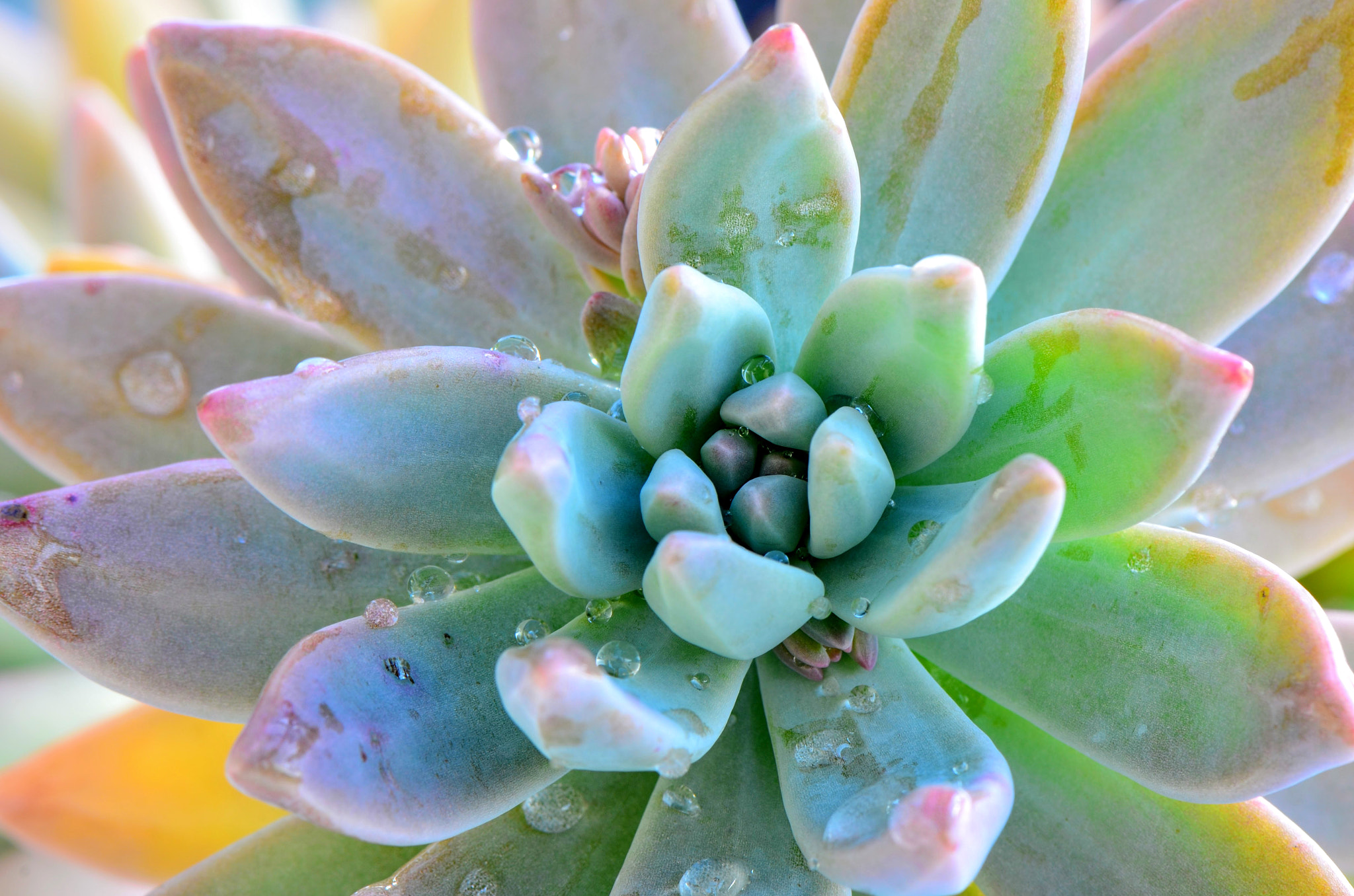 Nikon AF-S Micro-Nikkor 105mm F2.8G IF-ED VR sample photo. Succulentes photography