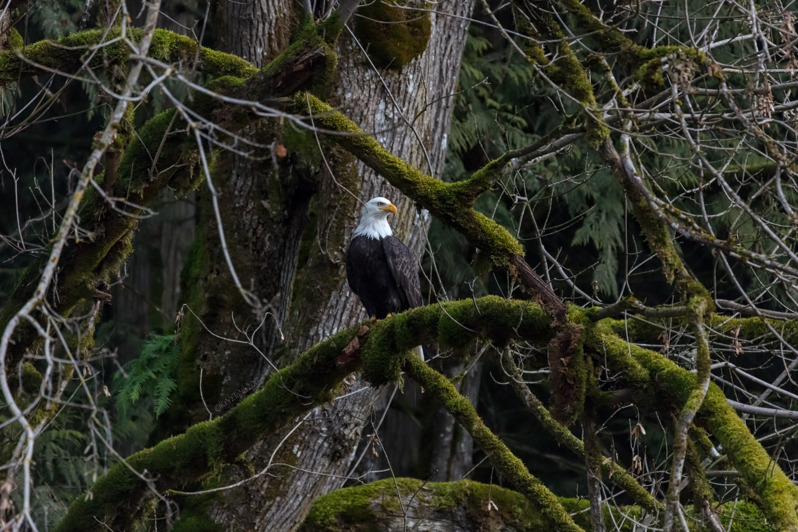 150-600mm F5-6.3 DG OS HSM | Contemporary 015 sample photo. Forest eagle photography