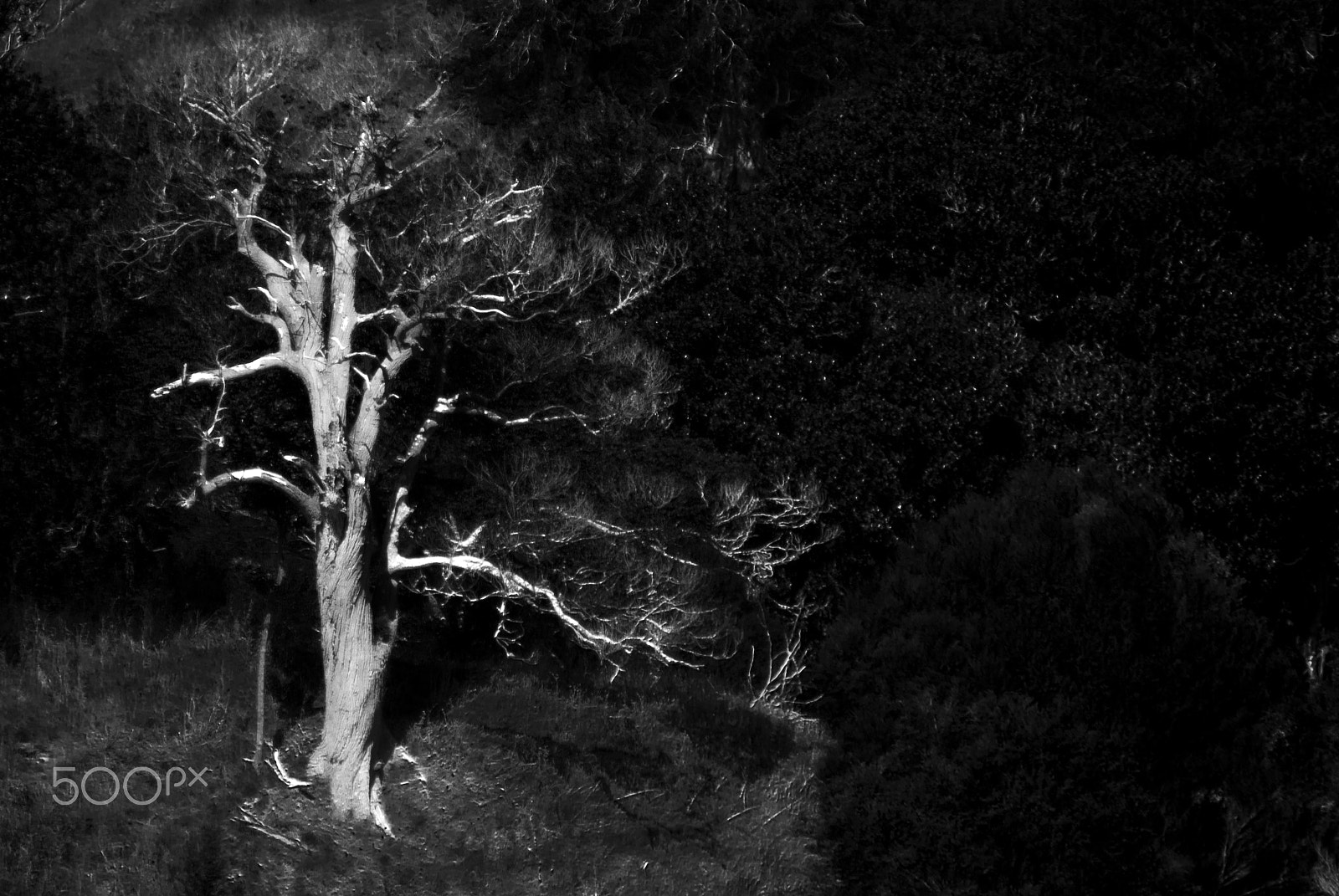 Pentax K10D sample photo. Standout tree photography