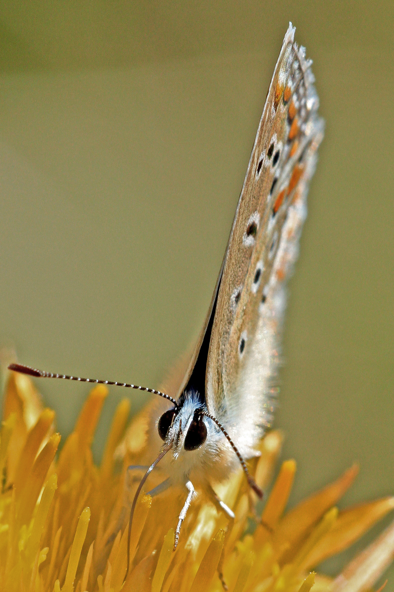 Canon EOS 7D + Sigma APO Macro 180mm F2.8 EX DG OS HSM sample photo. Icarus butterfly photography