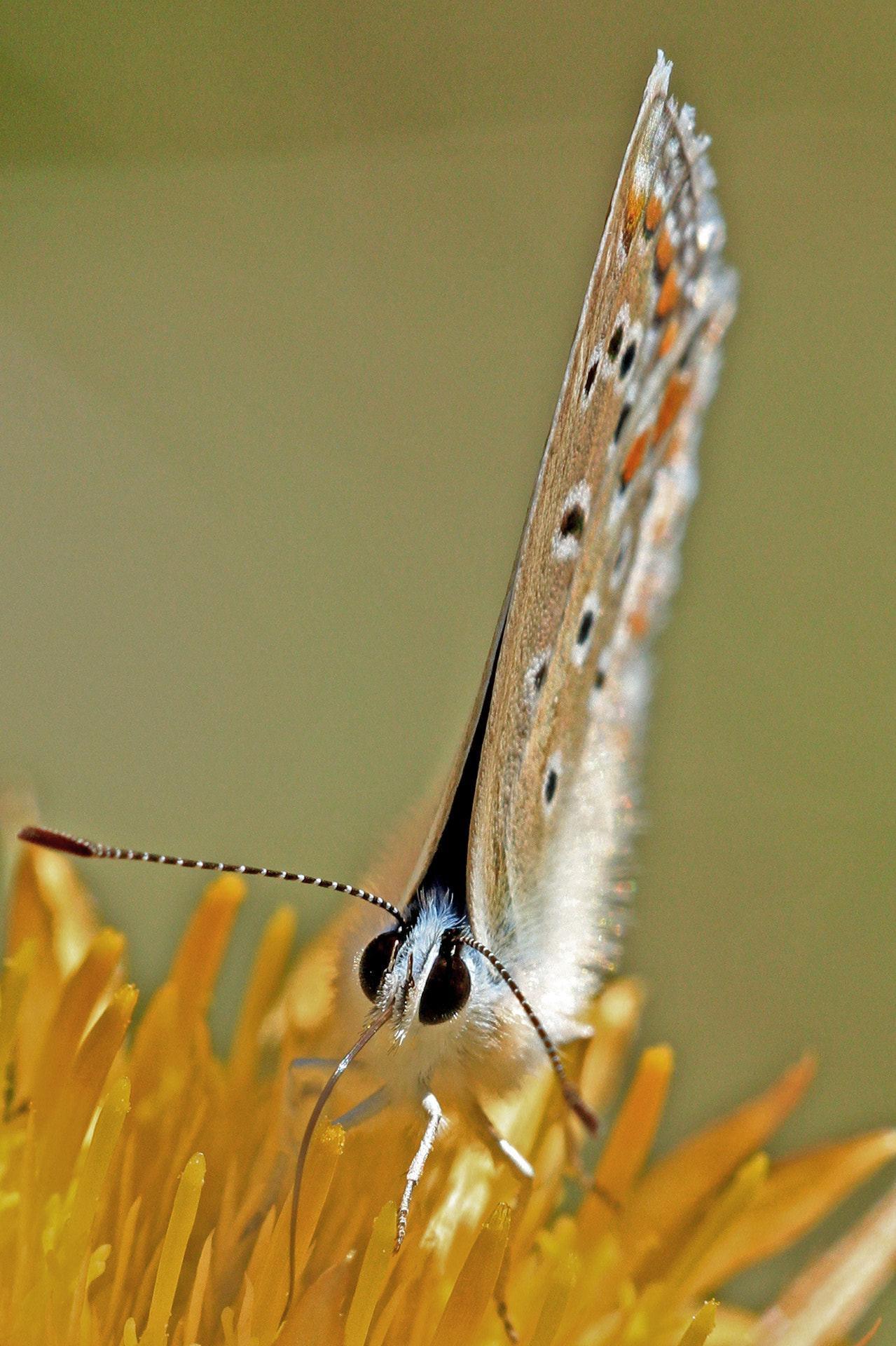Sigma APO Macro 180mm F2.8 EX DG OS HSM sample photo. Icarus butterfly photography