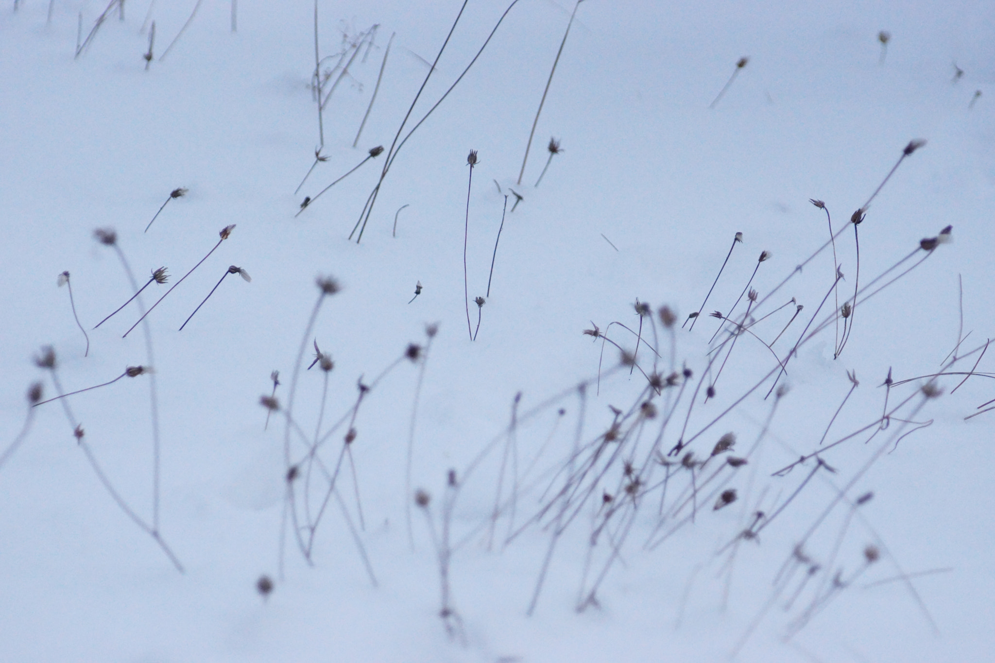 Minolta AF 70-210mm F4.5-5.6 [II] sample photo. Frozen planet  photography
