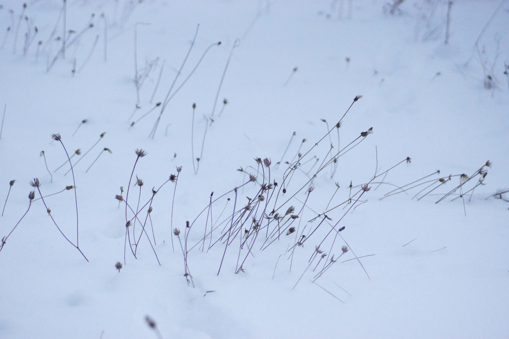 Minolta AF 70-210mm F4.5-5.6 [II] sample photo. Frozen plants  photography