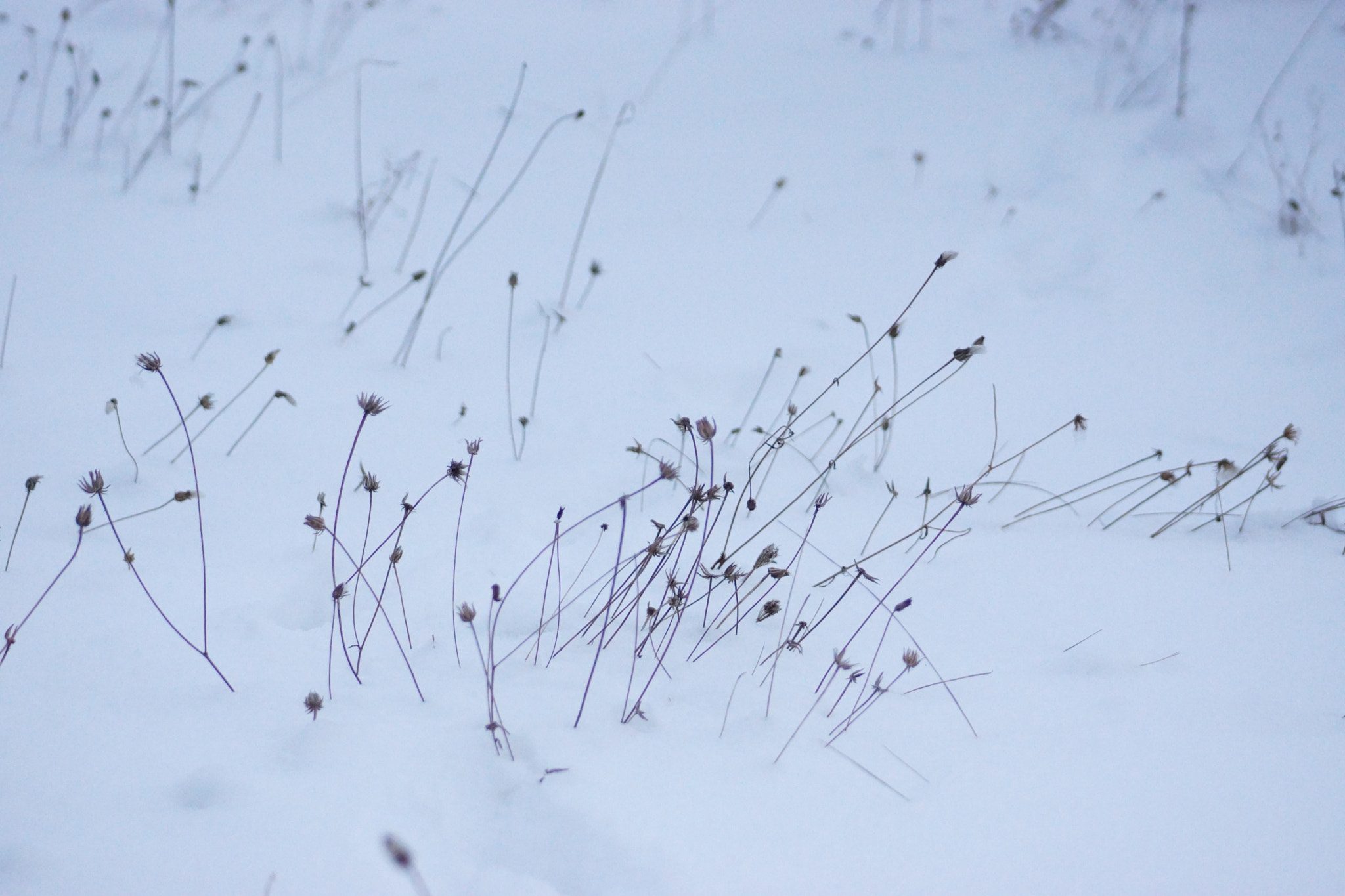 Sony SLT-A65 (SLT-A65V) sample photo. Frozen plants  photography