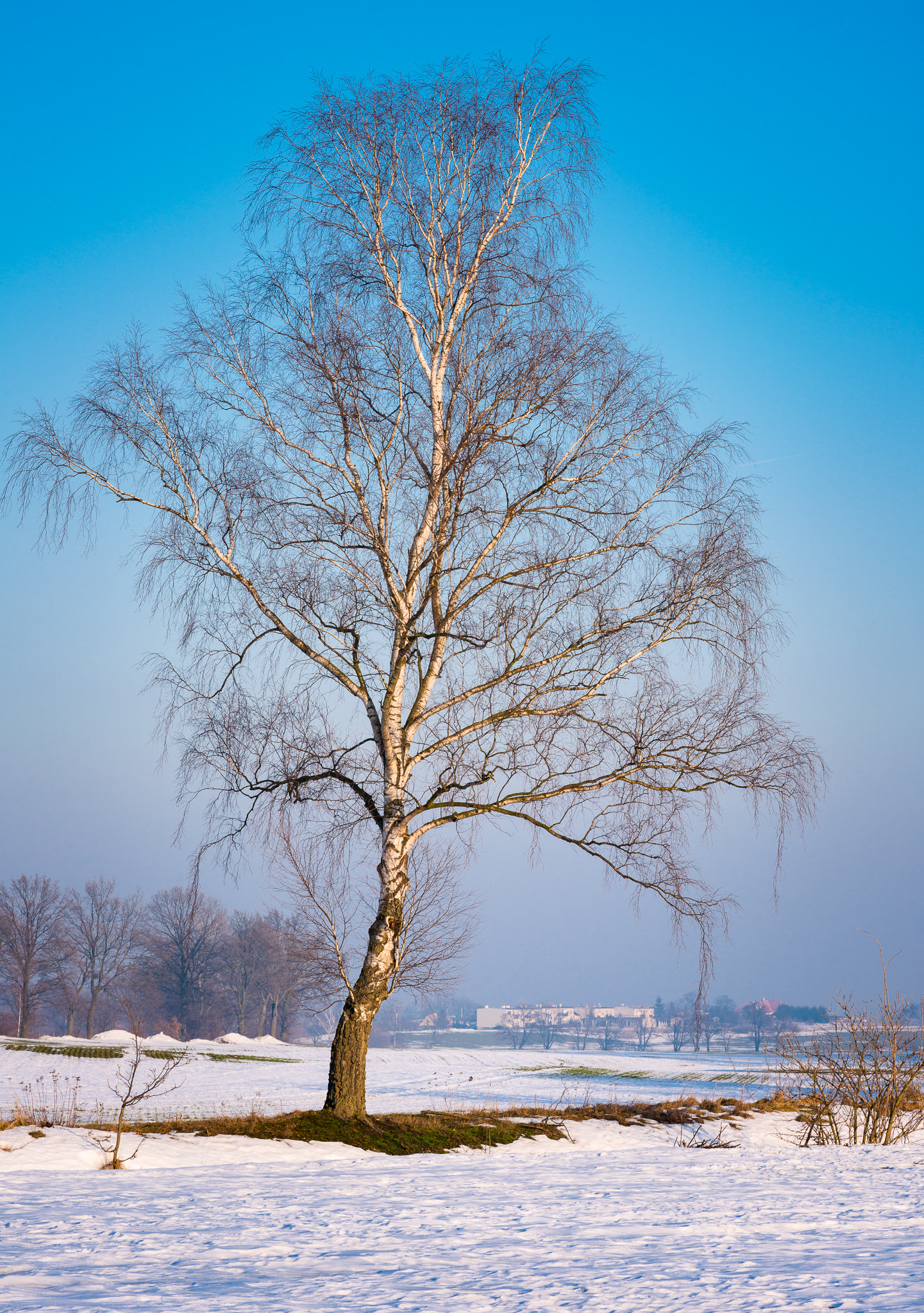 Tokina AT-X Pro 100mm F2.8 Macro sample photo. Winter photography