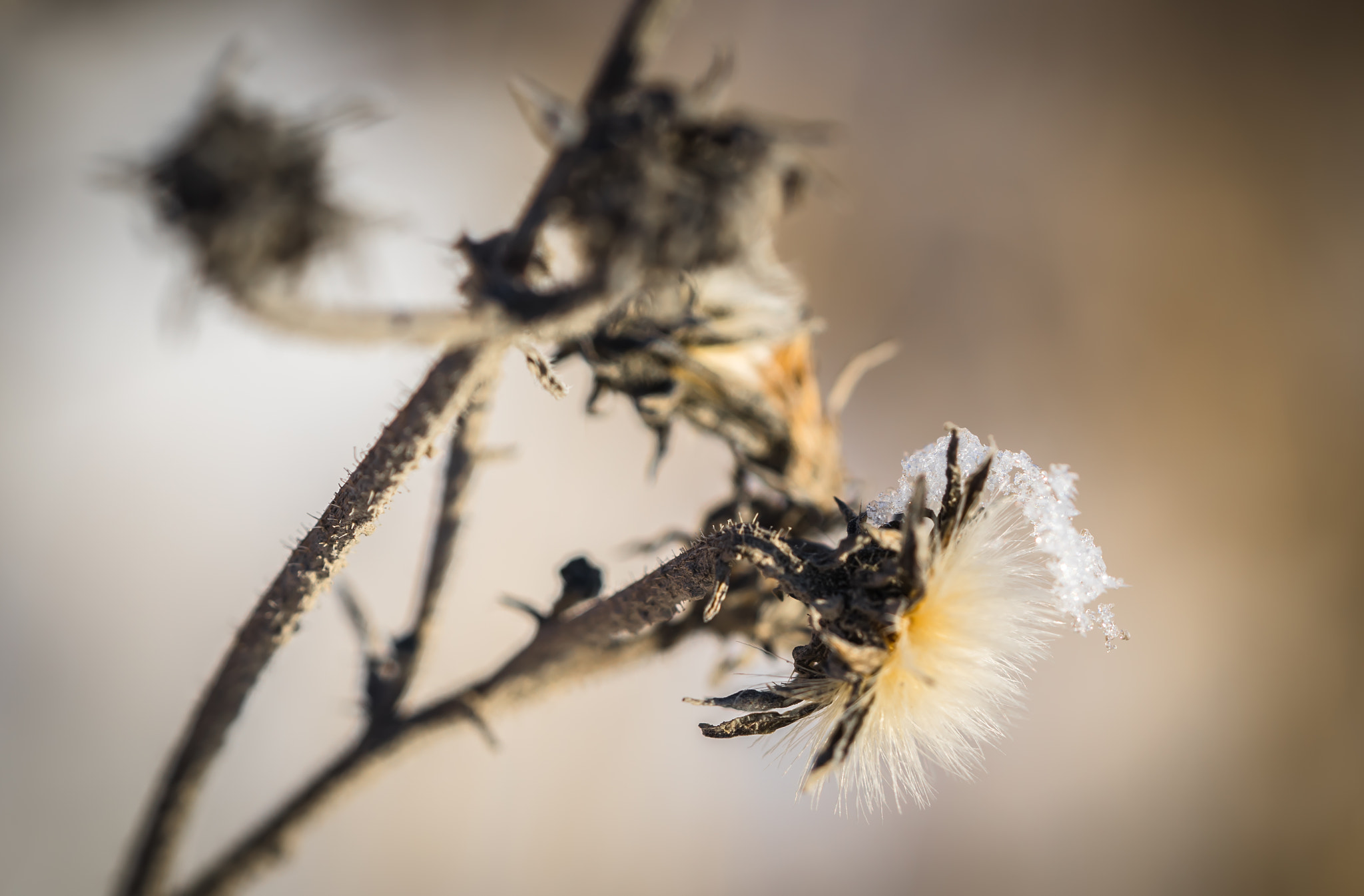 Sony a7 + Sony FE 90mm F2.8 Macro G OSS sample photo. Winter motiv 8 photography