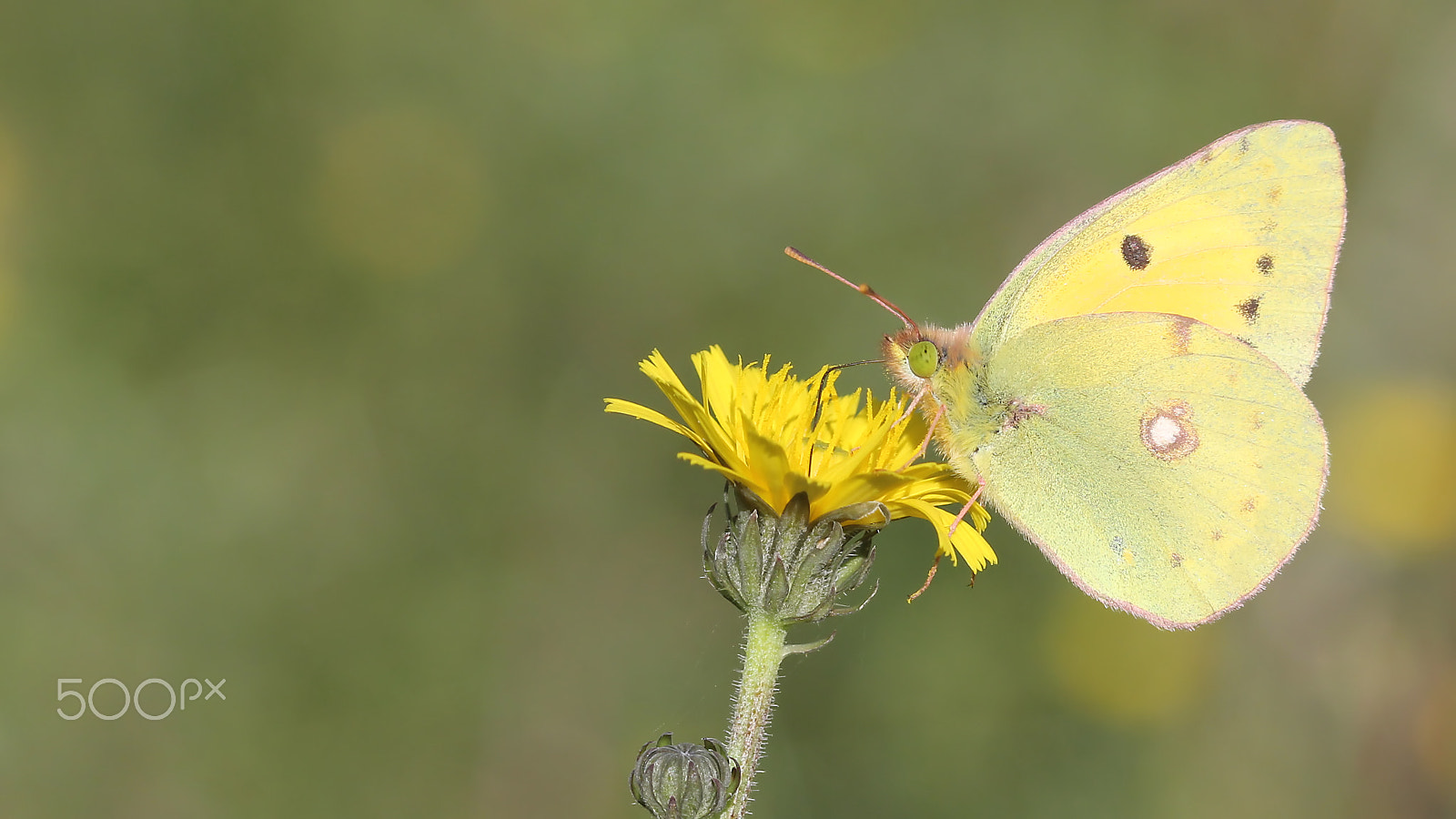 Canon EOS 60D + Canon EF 100mm F2.8 Macro USM sample photo. Yellow photography