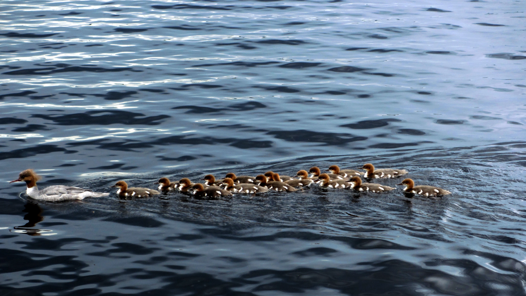 Canon PowerShot ELPH 310 HS (IXUS 230 HS / IXY 600F) sample photo. Goosander mother photography