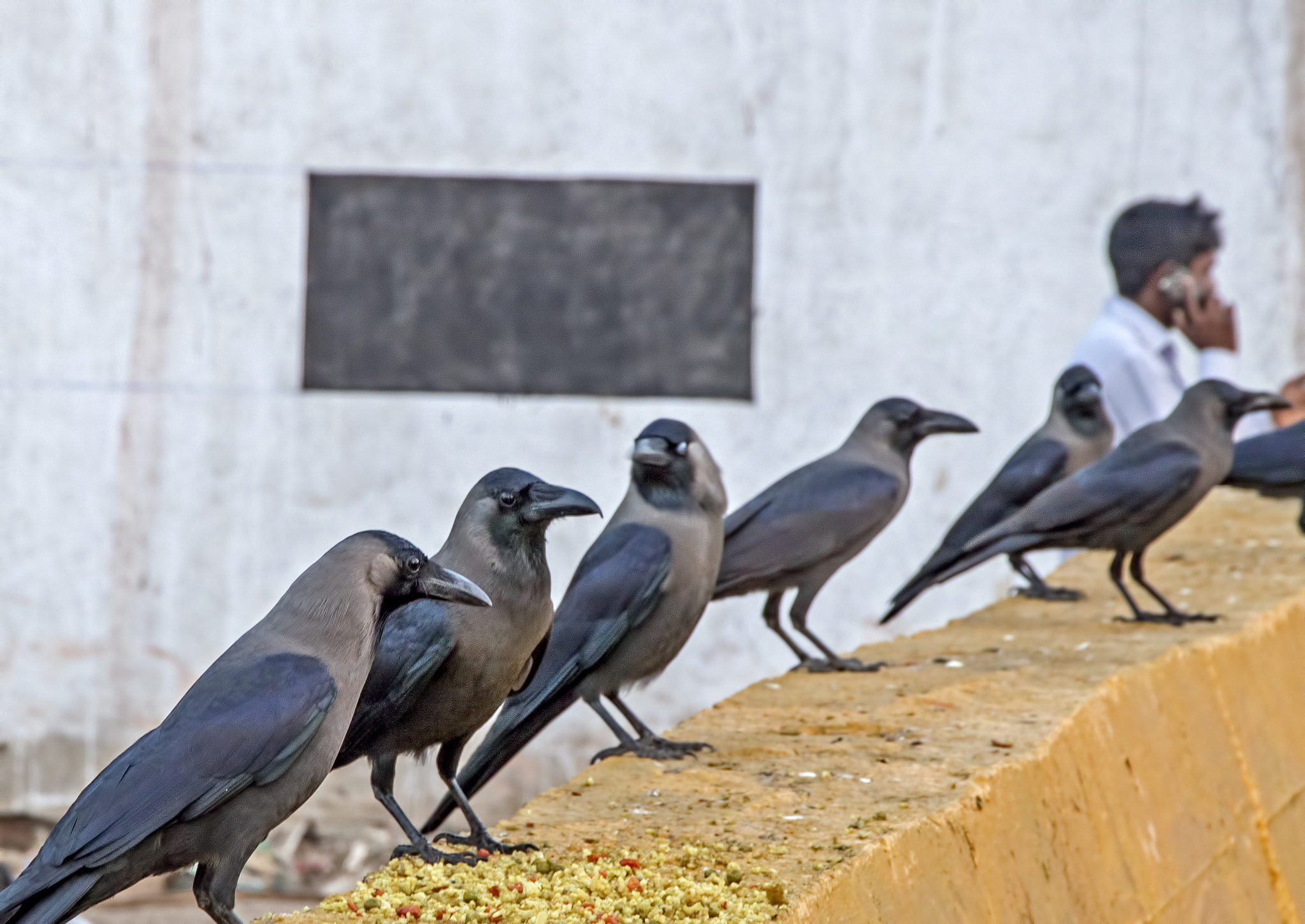 Canon EOS 750D (EOS Rebel T6i / EOS Kiss X8i) sample photo. Crows photography