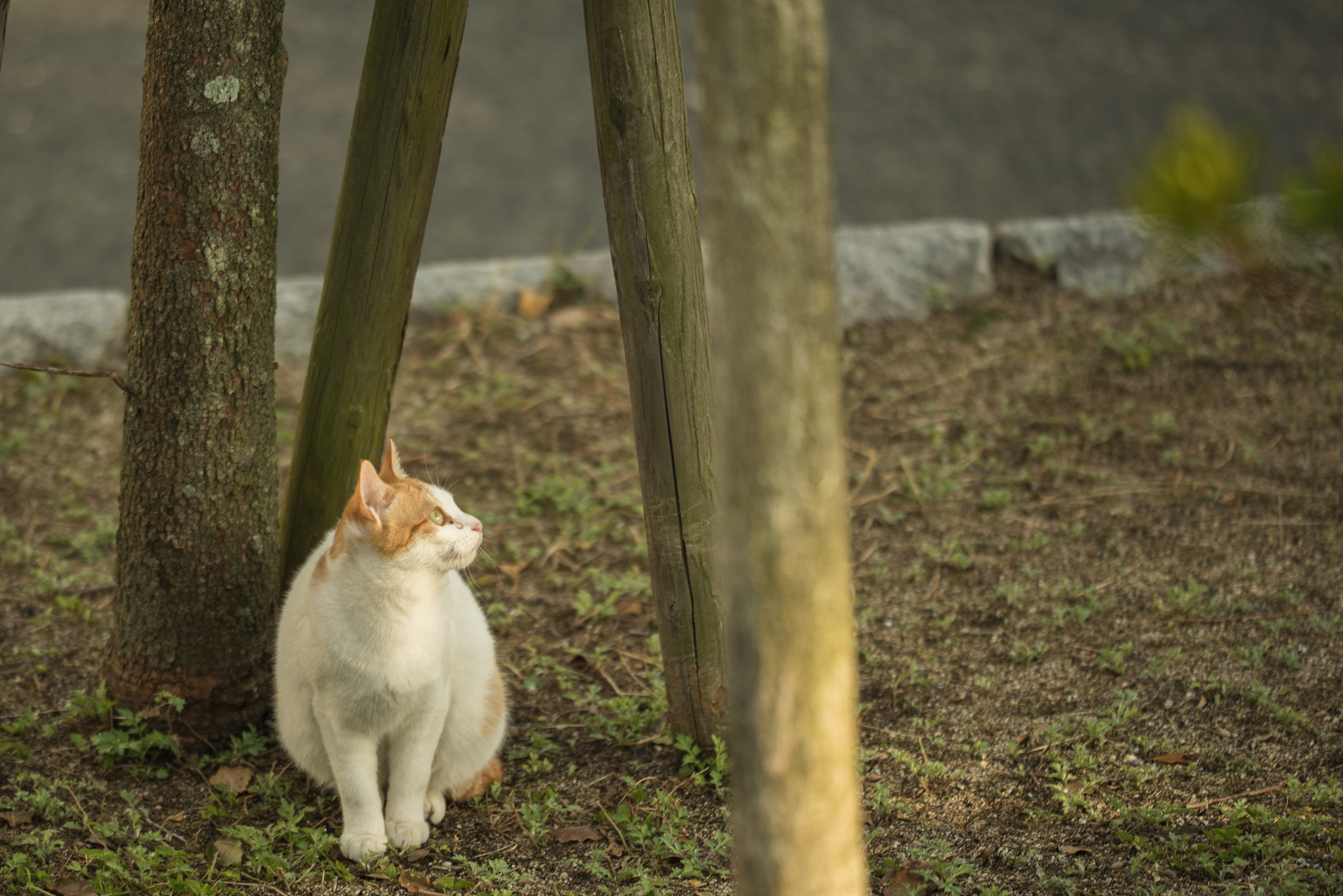 Nikon D750 + Sigma 150mm F2.8 EX DG OS Macro HSM sample photo. Stray cat photography