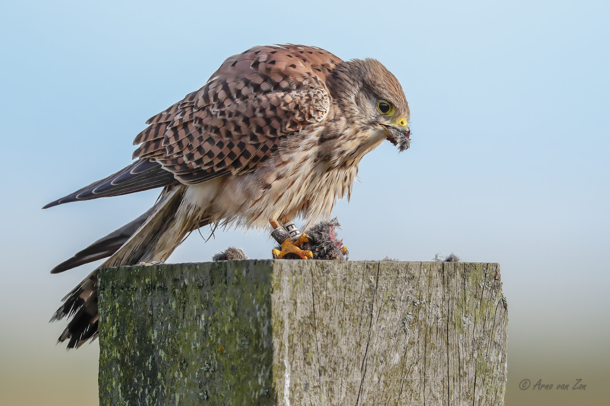 Canon EOS-1D X Mark II + Canon EF 500mm F4L IS USM sample photo. Lunch... photography