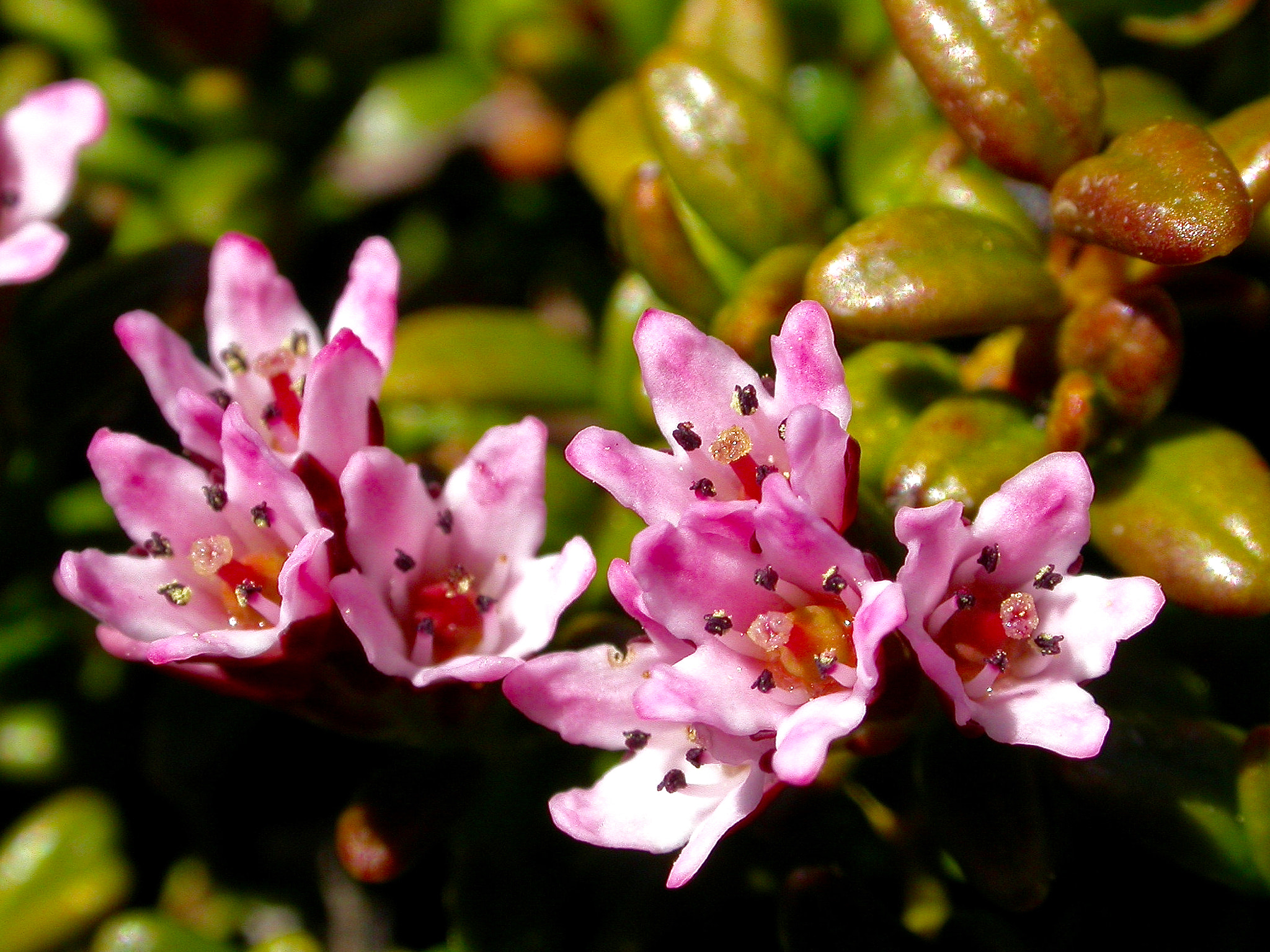 Nikon E4500 sample photo. Pink beauty photography