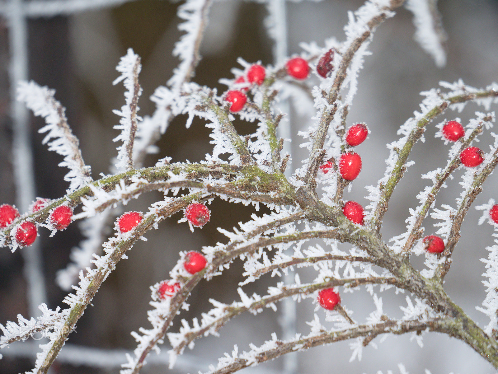 LUMIX G VARIO 35-100/F4.0-5.6 sample photo. Briars in the winter photography