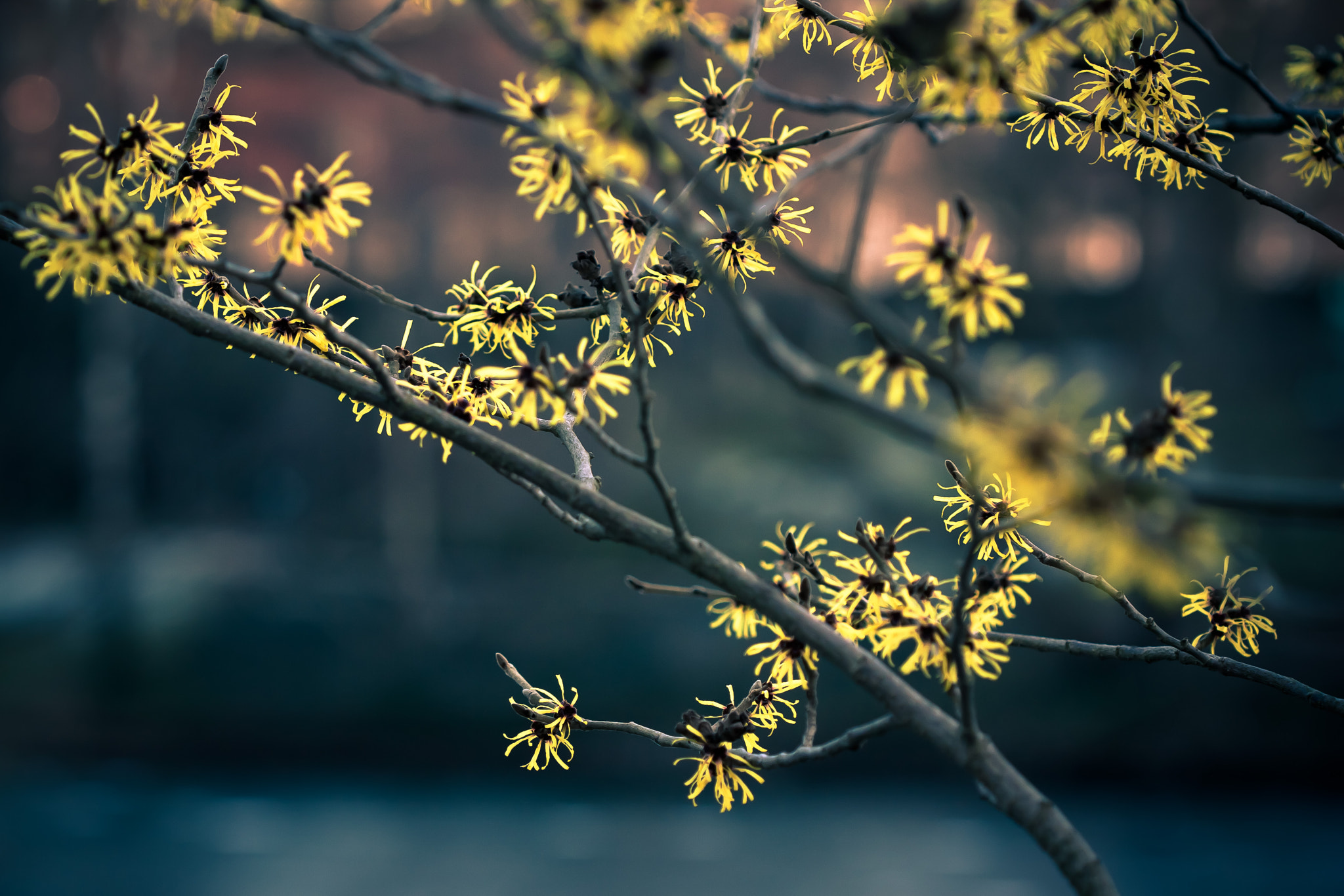 Canon EF 100mm F2.8 Macro USM sample photo. Yellow sparks photography