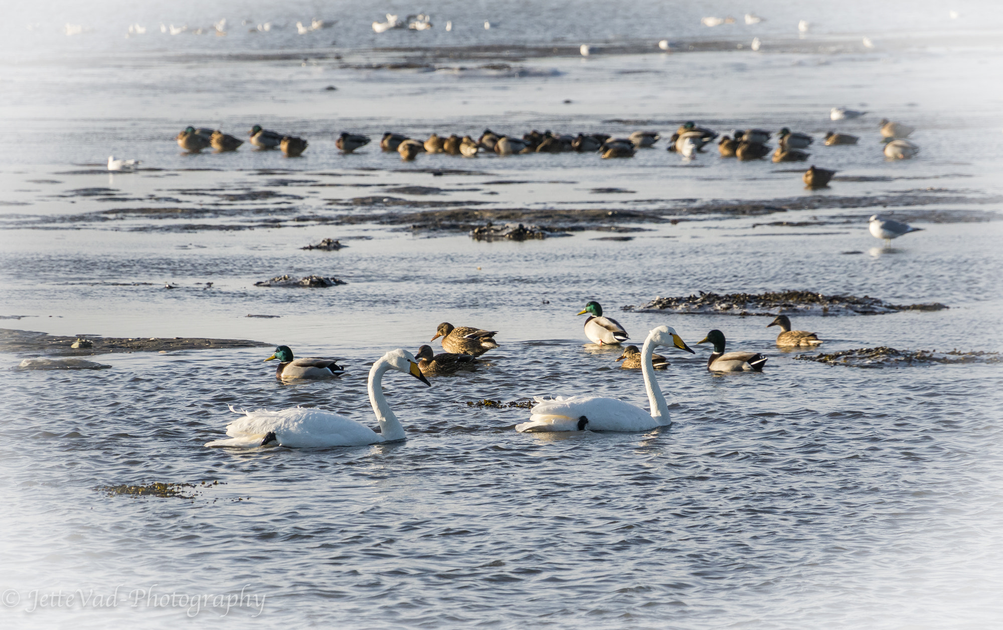 Sony E 18-200mm F3.5-6.3 OSS sample photo. Birds photography