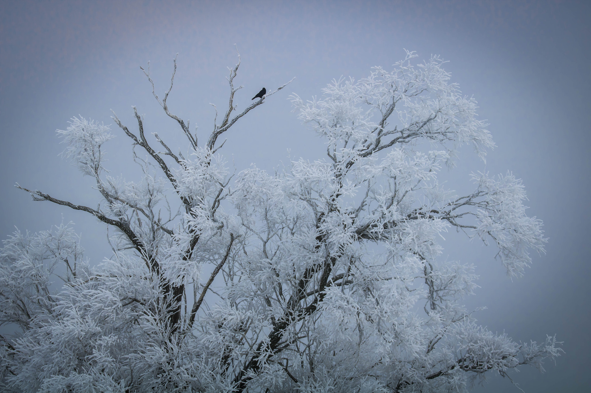 Tamron SP 150-600mm F5-6.3 Di VC USD sample photo. Crow in winter photography