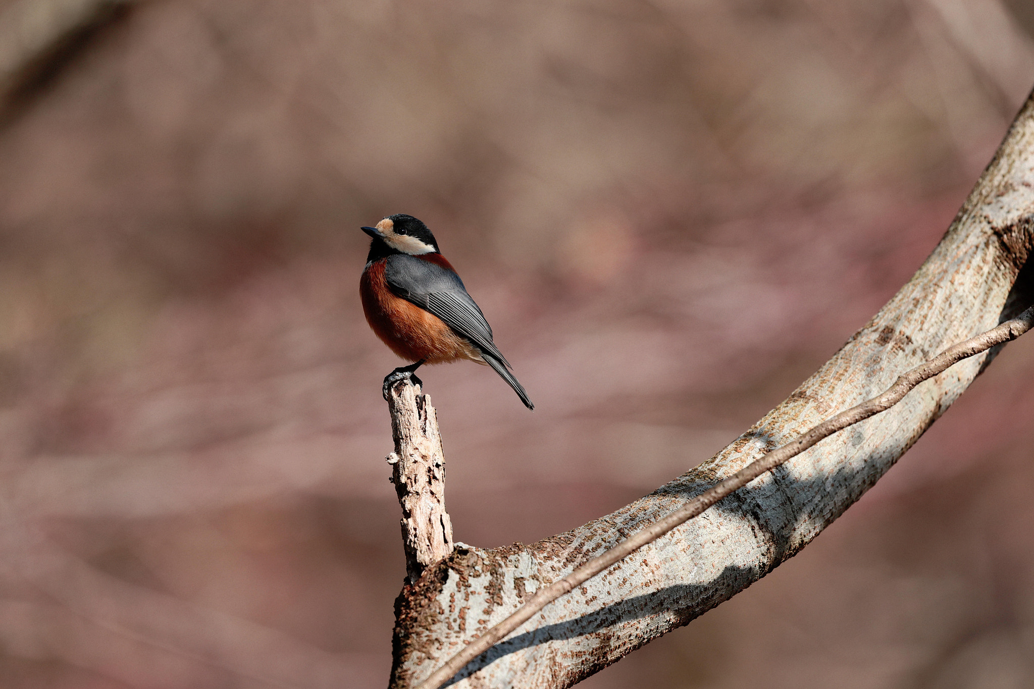 Canon EOS-1D X Mark II sample photo. An eurasian nuthatch photography