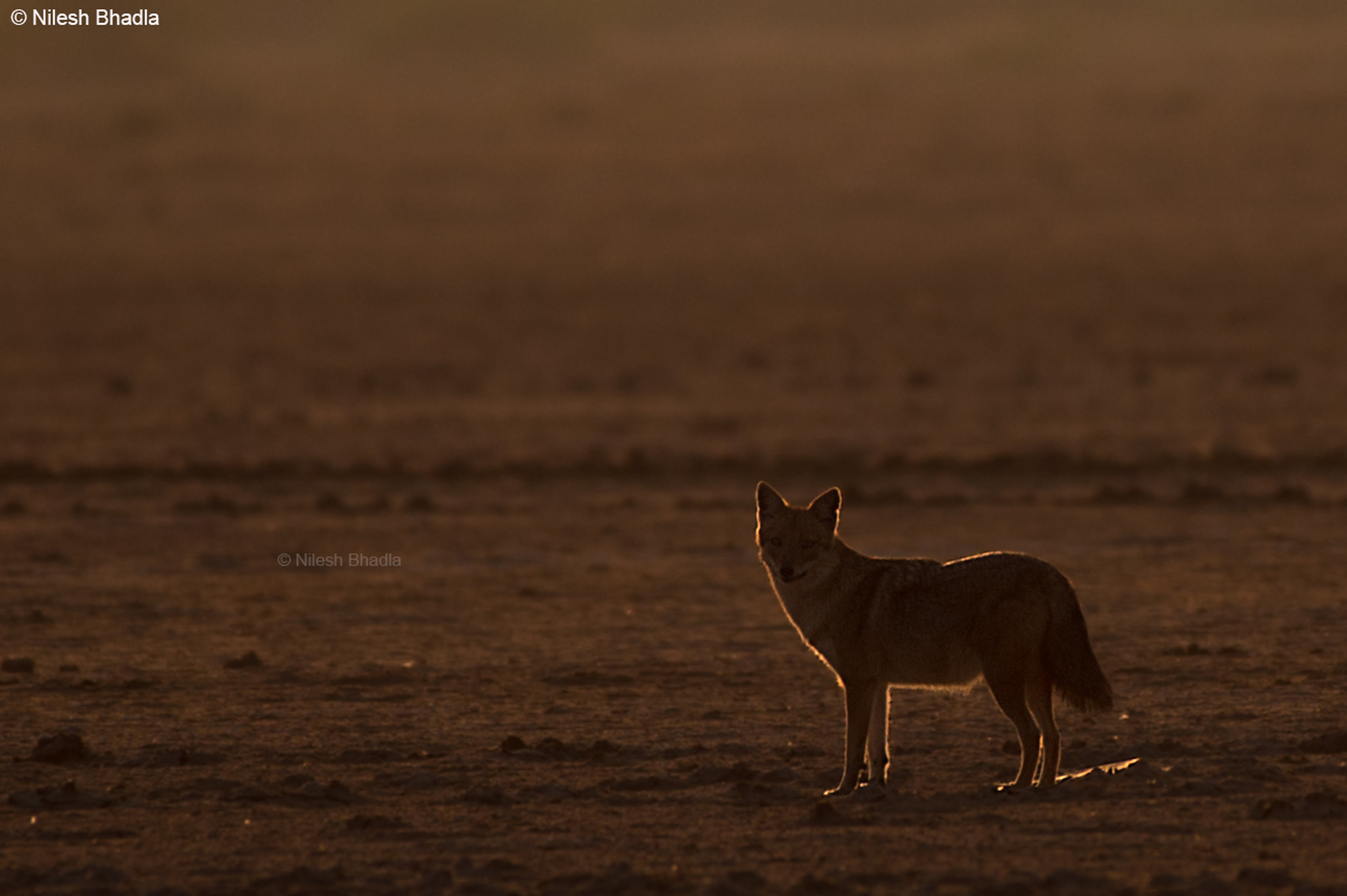Nikon AF-S Nikkor 200-500mm F5.6E ED VR sample photo. Jackal & silhouette goldenlight photography