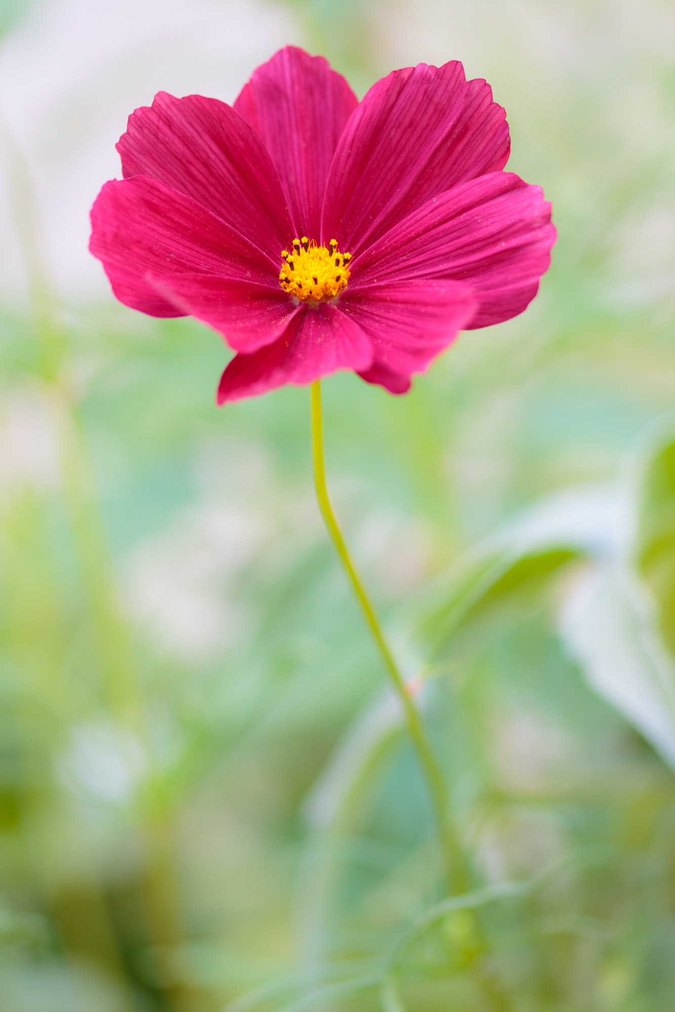 Sigma 105mm F2.8 EX DG OS HSM sample photo. Nature  photography
