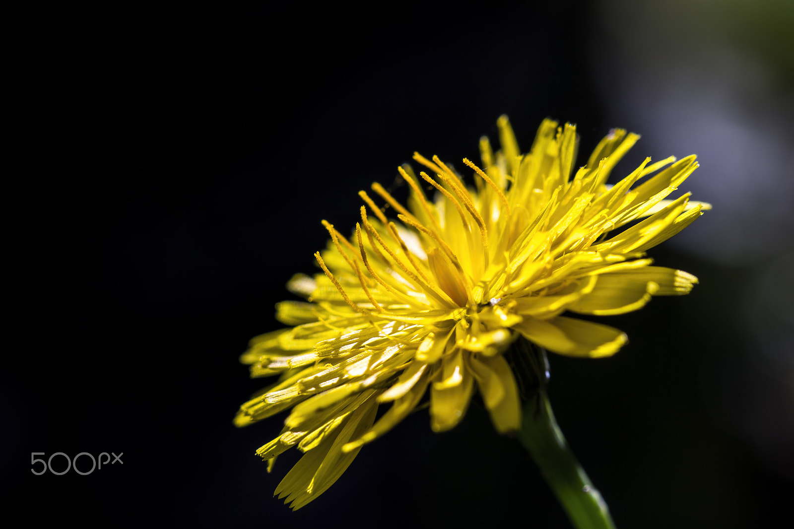 Canon EF 100mm F2.8 Macro USM sample photo. Reaching for the light photography